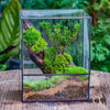 Close Geometric Glass Tin Terrarium , 8x10" and natural Driftwood Micro Landscape Moss Terrarium Building DIY set No plants, Customizable - NCYPgarden