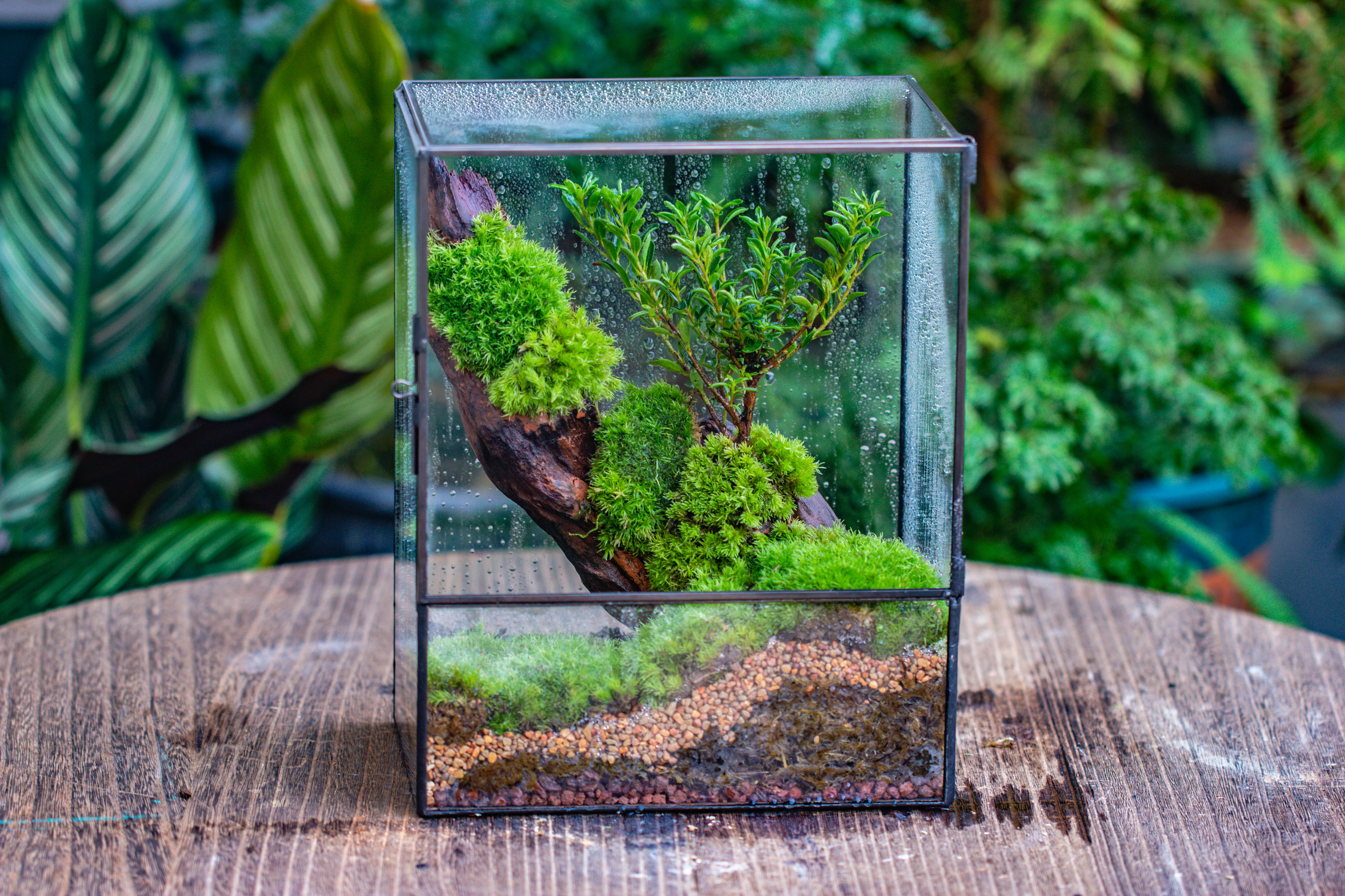 Close Geometric Glass Tin Terrarium , 8x10" and natural Driftwood Micro Landscape Moss Terrarium Building DIY set No plants, Customizable - NCYPgarden