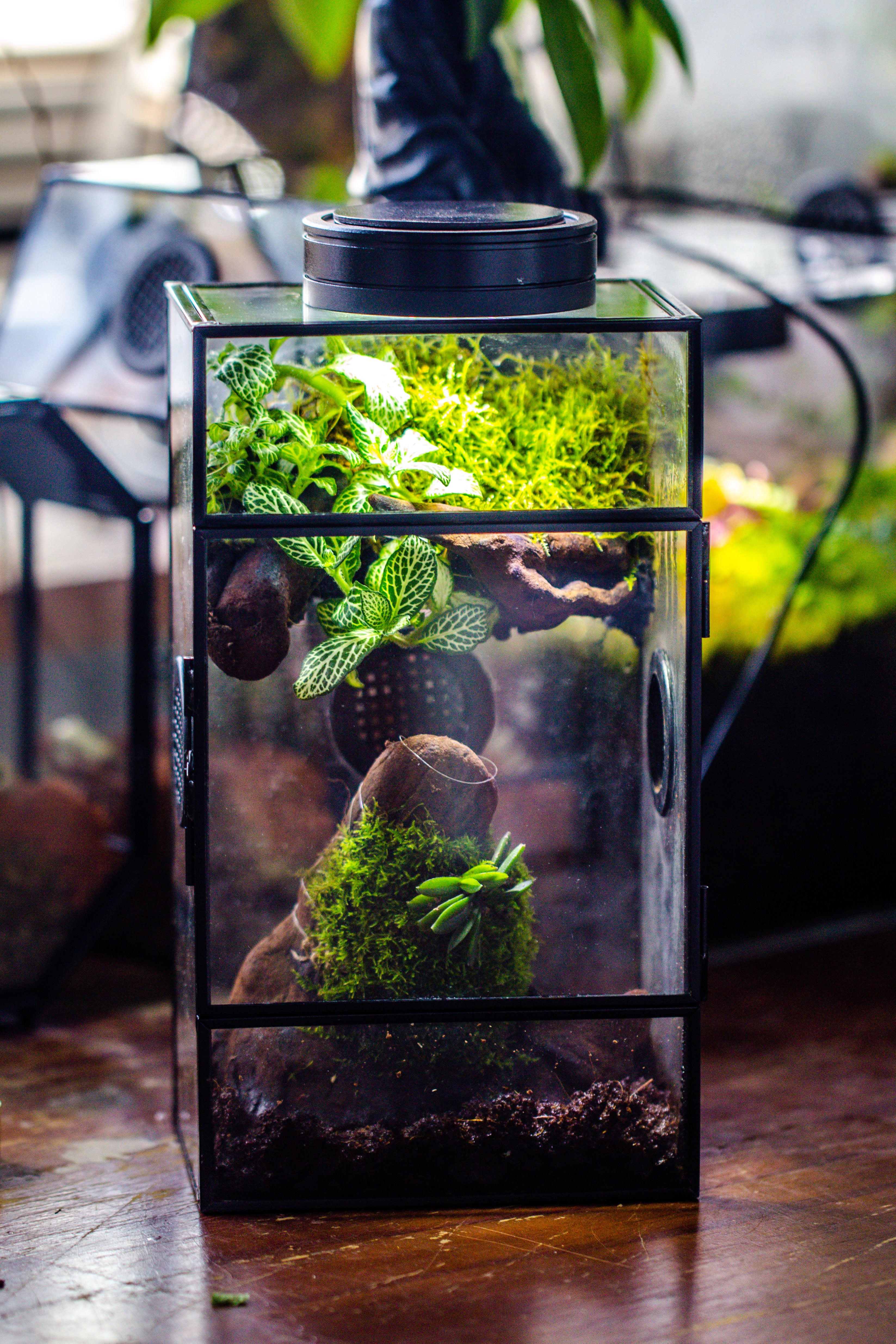 Glass Rectangle Terrarium Enclosure  for Small Insect, Jumping Spider, Snail - NCYPgarden