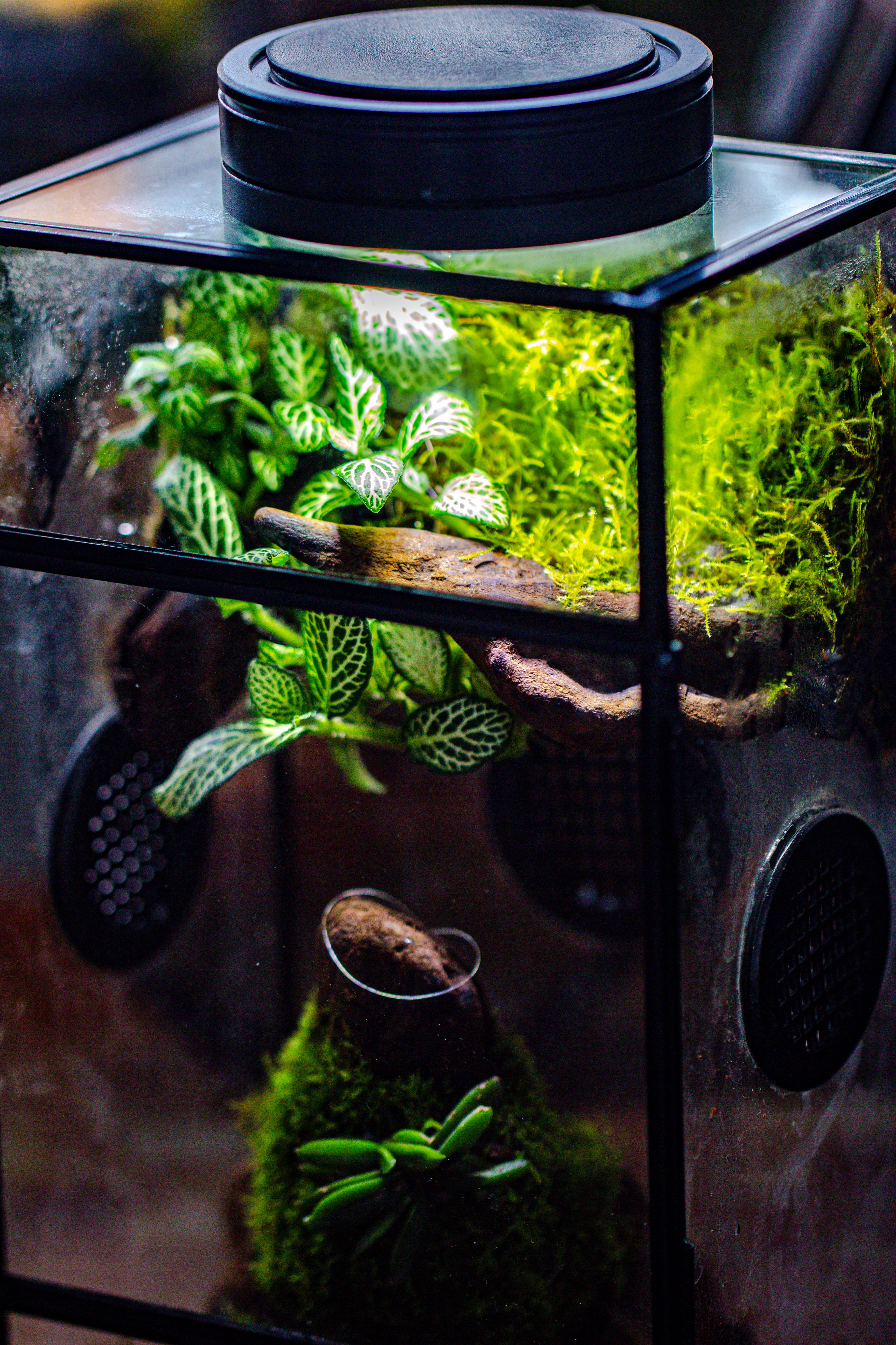 Glass Rectangle Terrarium Enclosure  for Small Insect, Jumping Spider, Snail - NCYPgarden