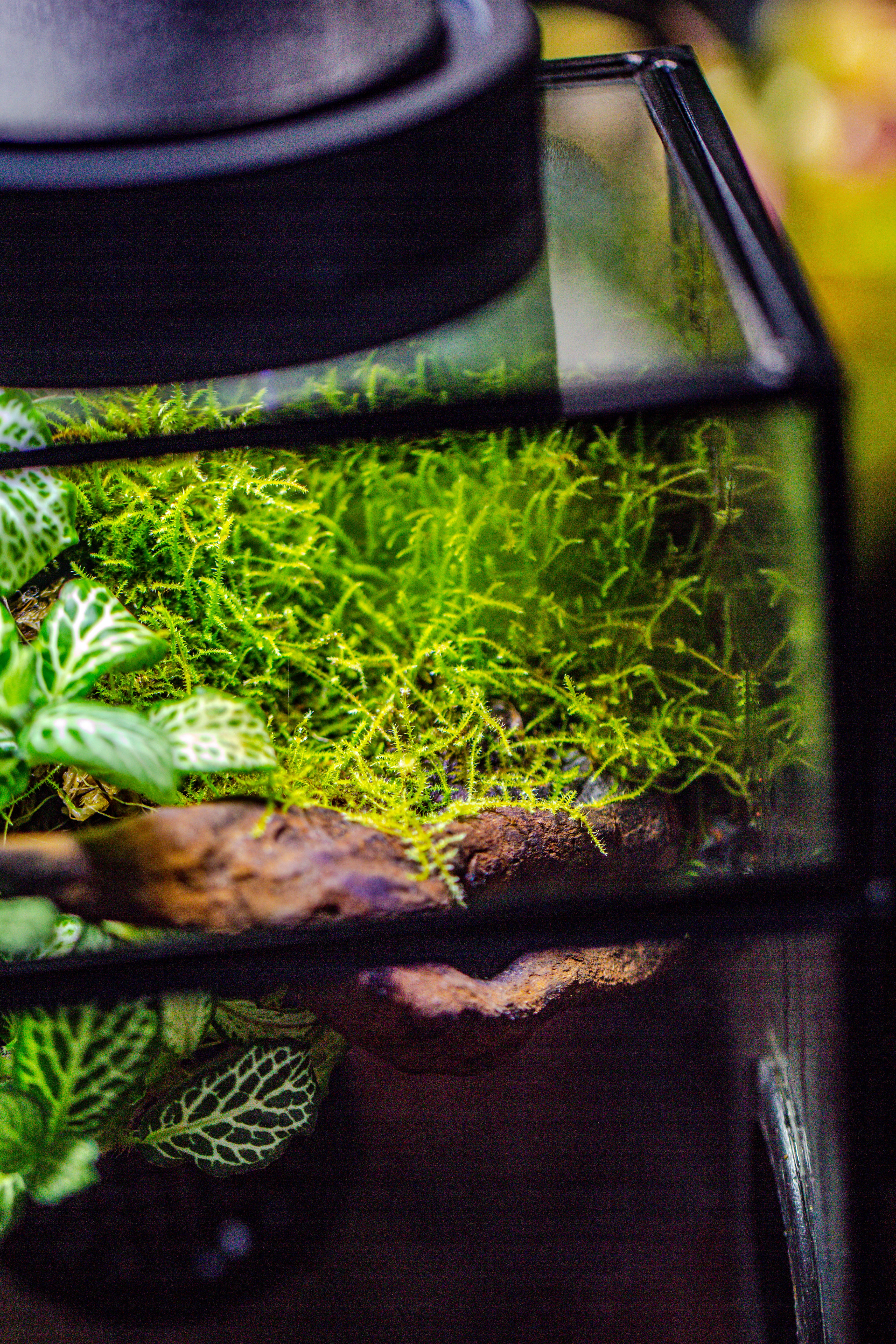 Glass Rectangle Terrarium Enclosure  for Small Insect, Jumping Spider, Snail - NCYPgarden