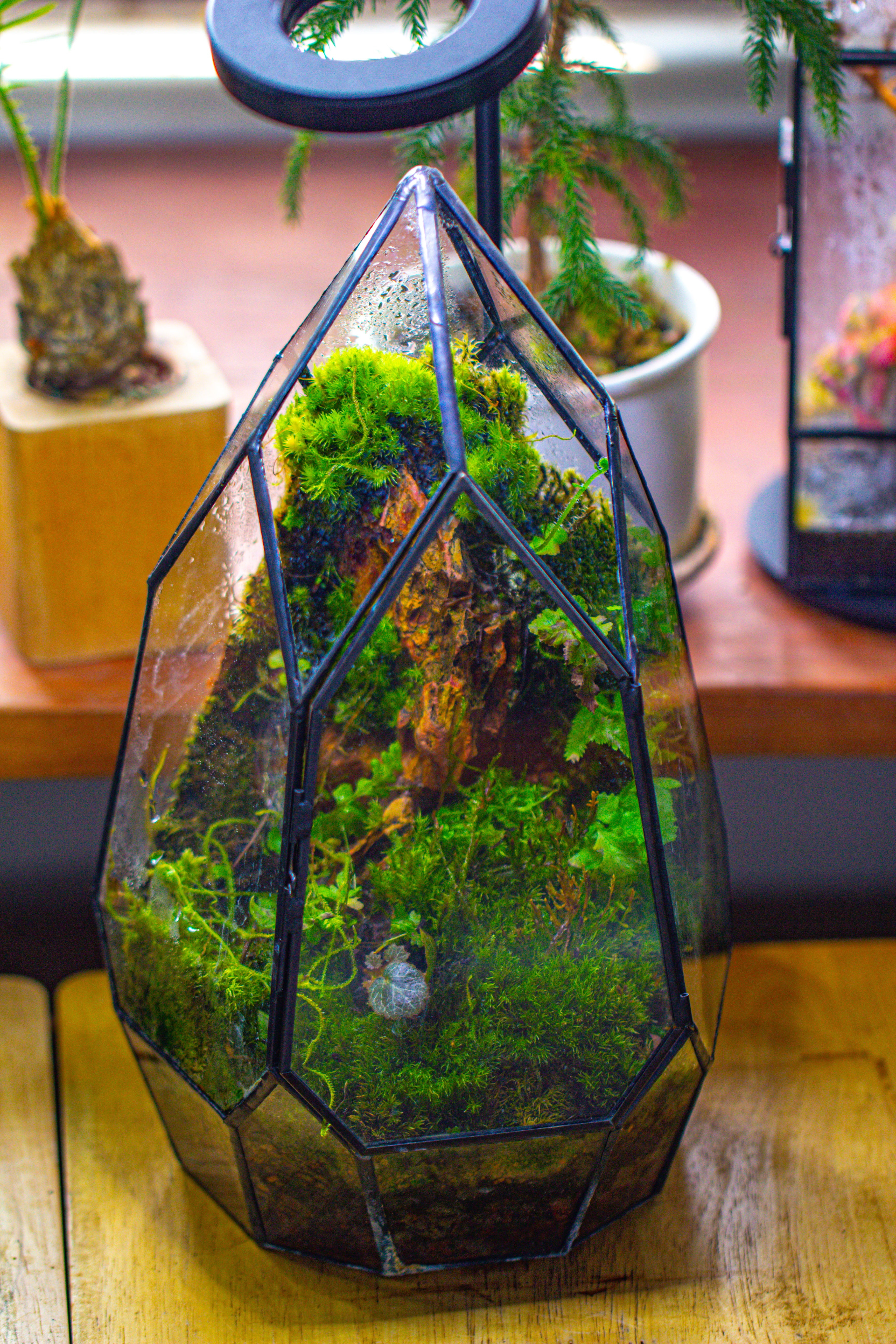 Cliff terrarium Building DIY Set: Live Moss Cliff TearDrop Close Terrarium with matching LED Grow Light and Base - NCYPgarden