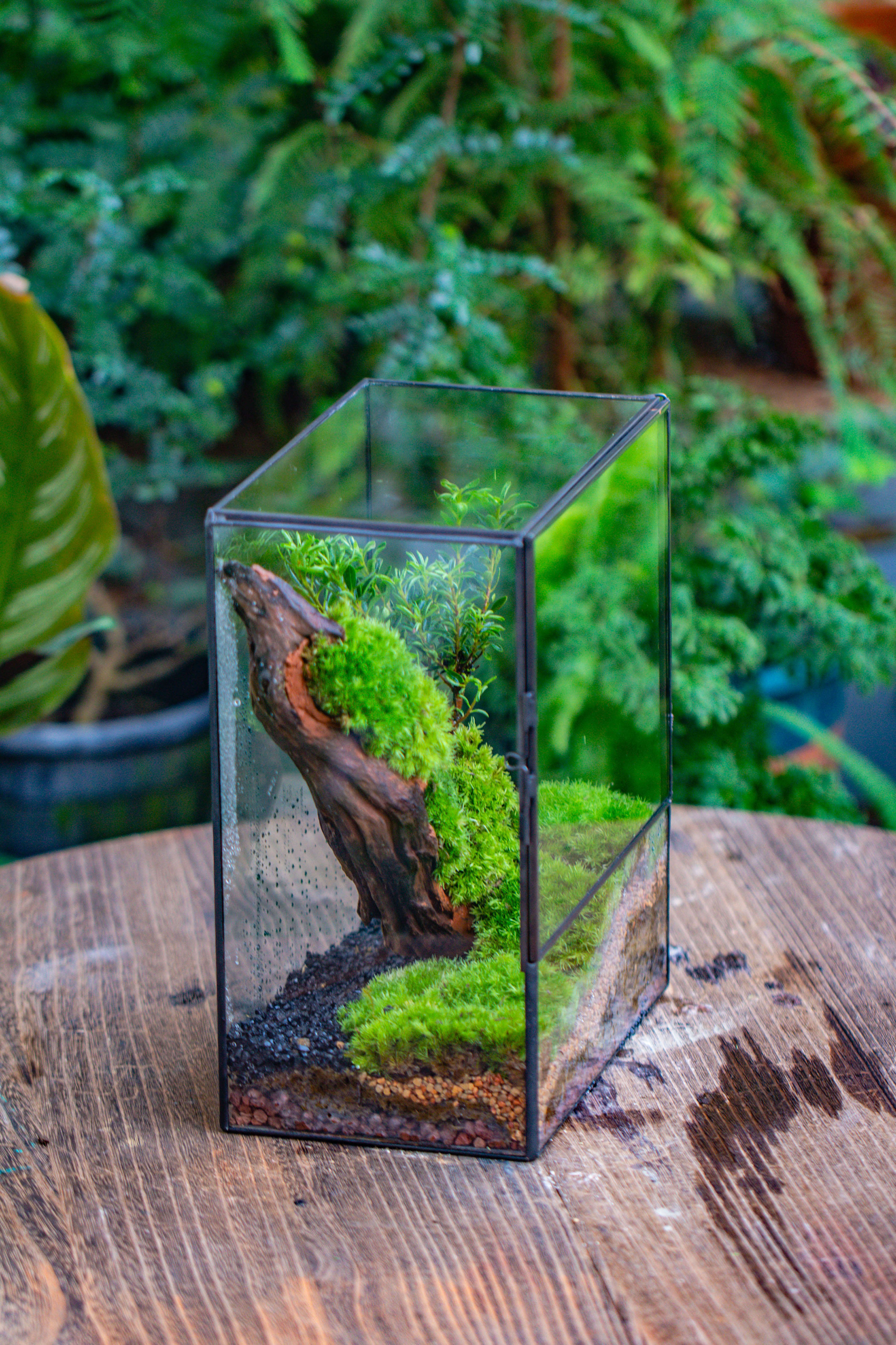 Close Geometric Glass Tin Terrarium , 8x10" and natural Driftwood Micro Landscape Moss Terrarium Building DIY set No plants, Customizable - NCYPgarden