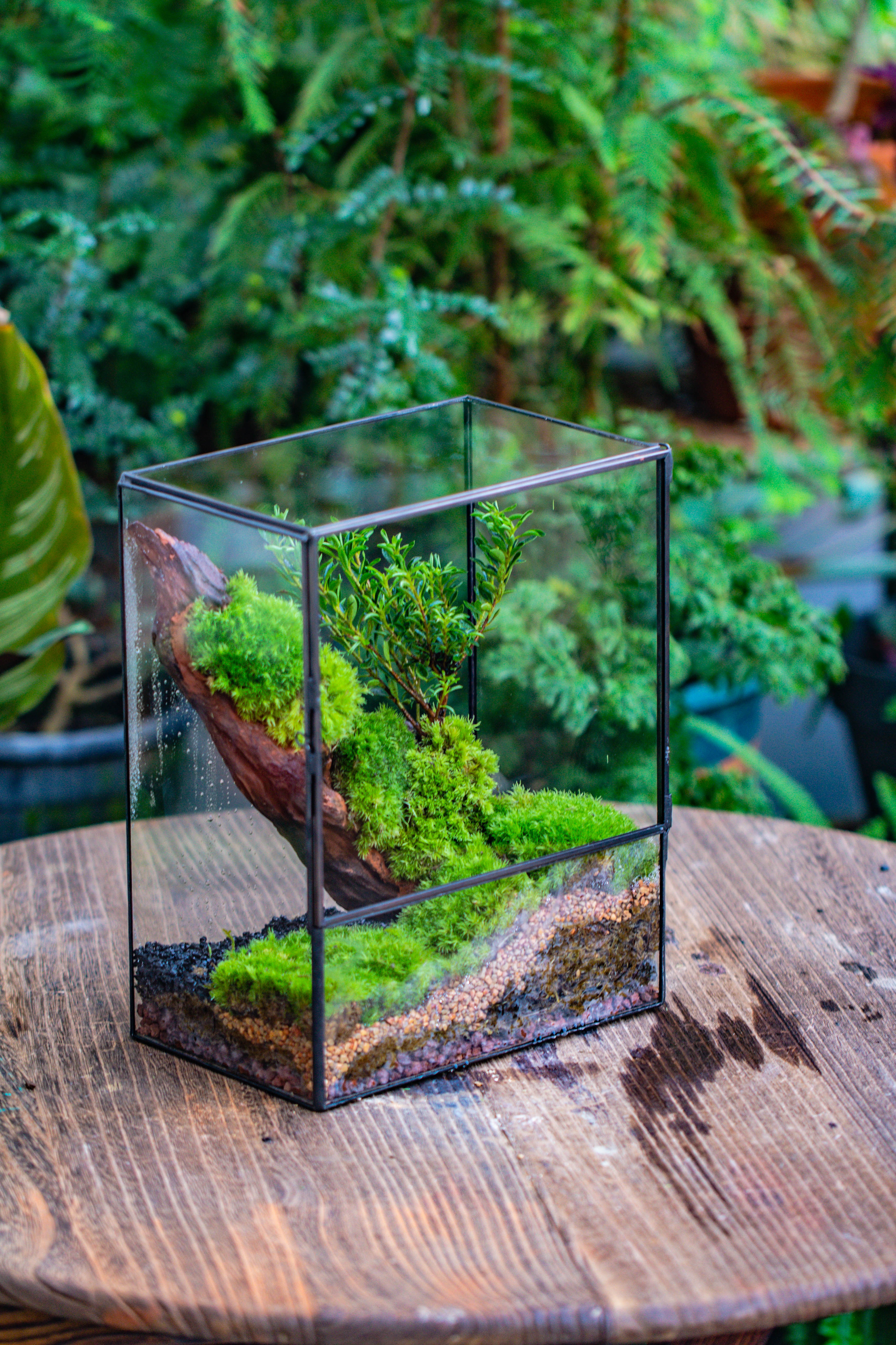 Close Geometric Glass Tin Terrarium , 8x10" and natural Driftwood Micro Landscape Moss Terrarium Building DIY set No plants, Customizable - NCYPgarden