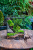 Close Geometric Glass Tin Terrarium , 8x10" and natural Driftwood Micro Landscape Moss Terrarium Building DIY set No plants, Customizable - NCYPgarden