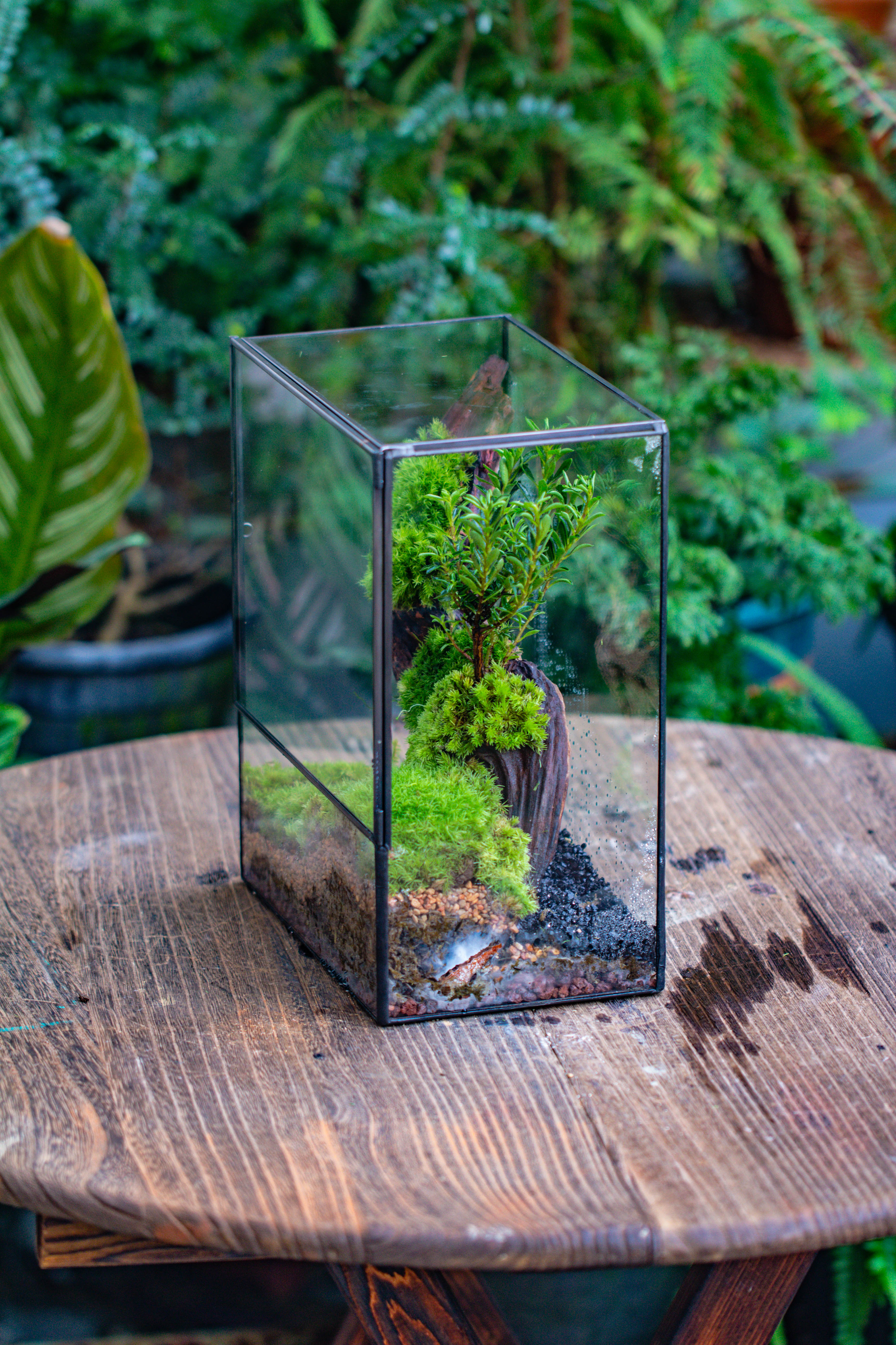 Close Geometric Glass Tin Terrarium , 8x10" and natural Driftwood Micro Landscape Moss Terrarium Building DIY set No plants, Customizable - NCYPgarden