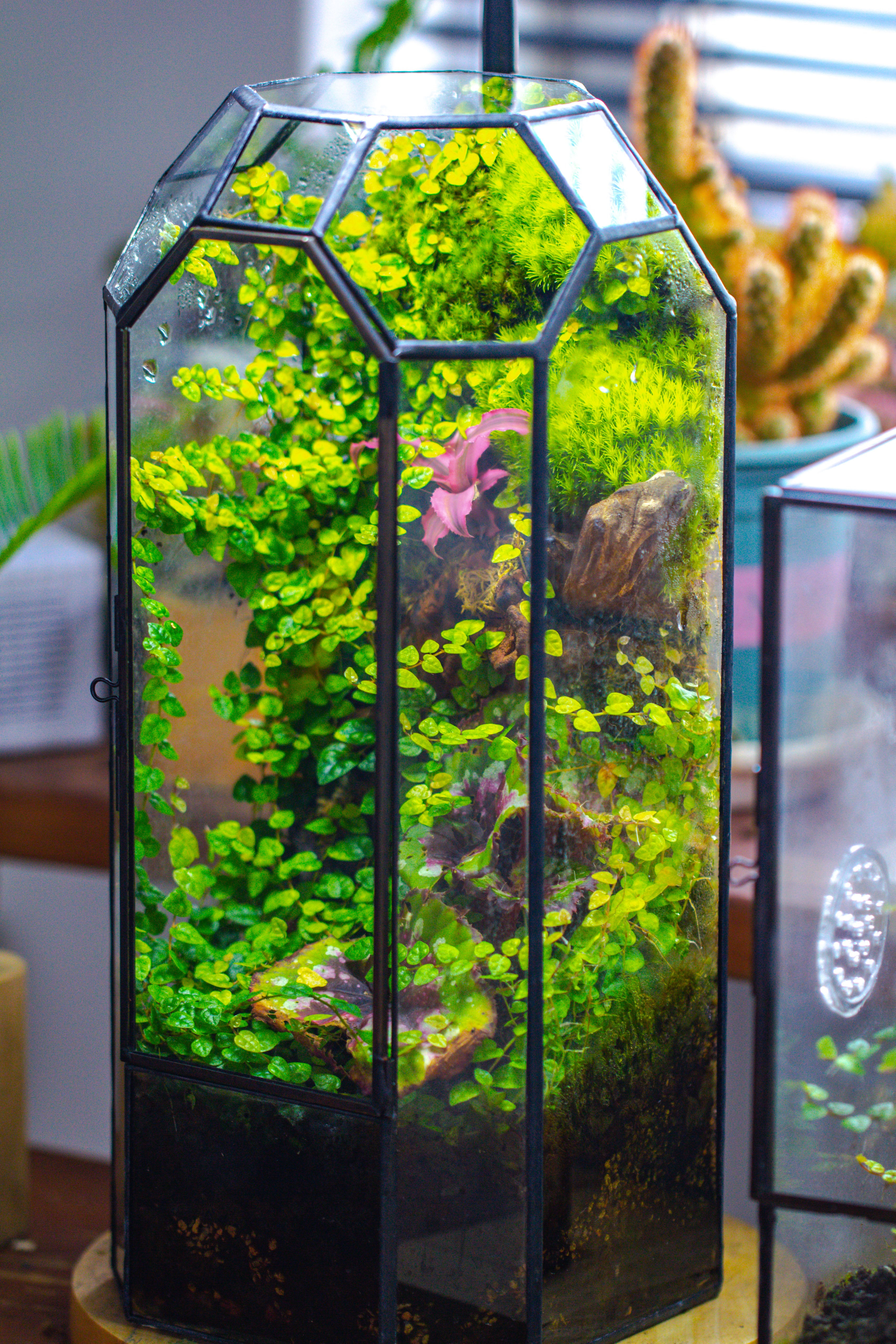 Vintage Tall Octagon Geometric Tin Glass Terrarium , 12.6" , close, suitable for tall plants, orchid, small begonia Pitcher, Micro landscape - NCYPgarden