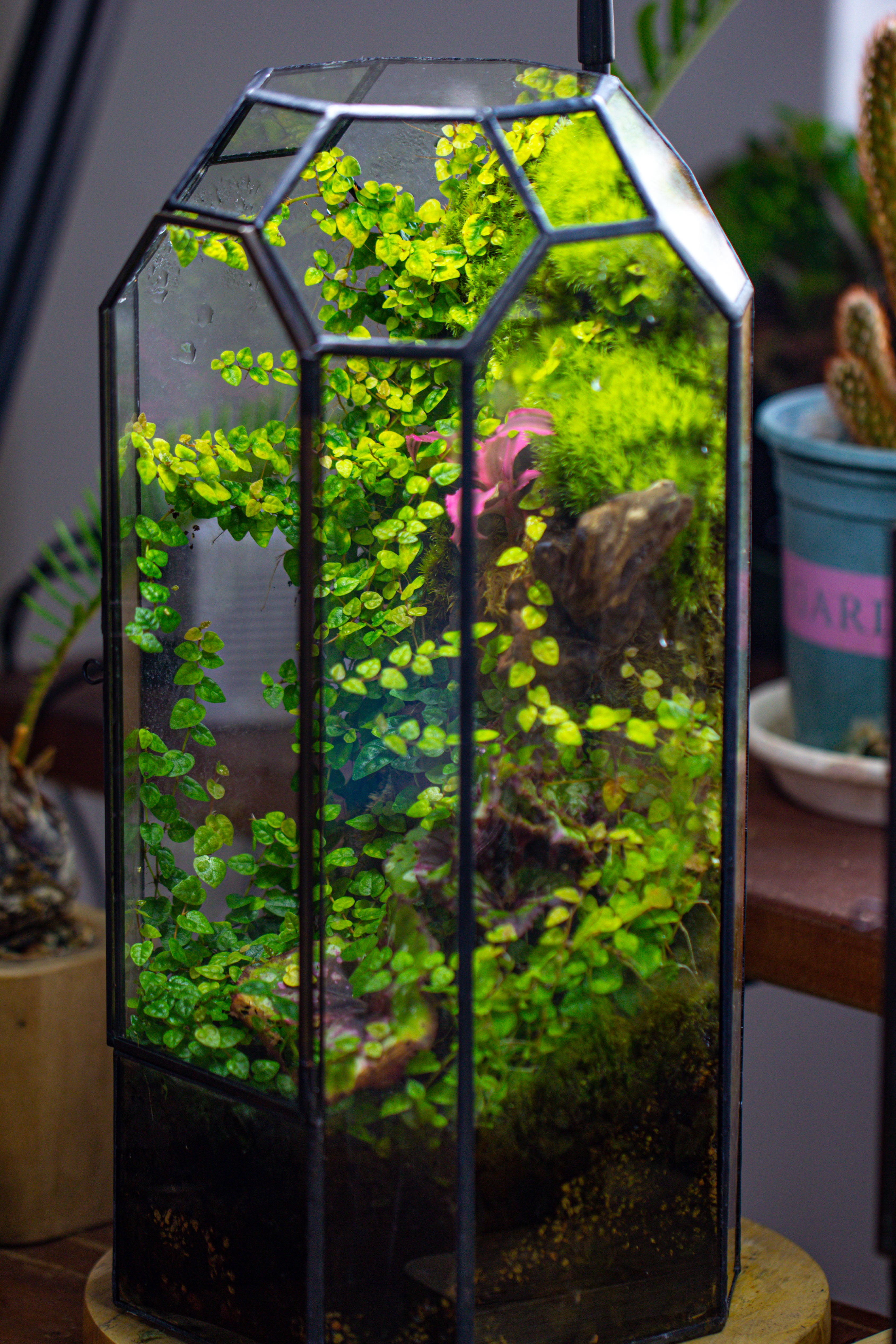 Vintage Tall Octagon Geometric Tin Glass Terrarium , 12.6" , close, suitable for tall plants, orchid, small begonia Pitcher, Micro landscape - NCYPgarden