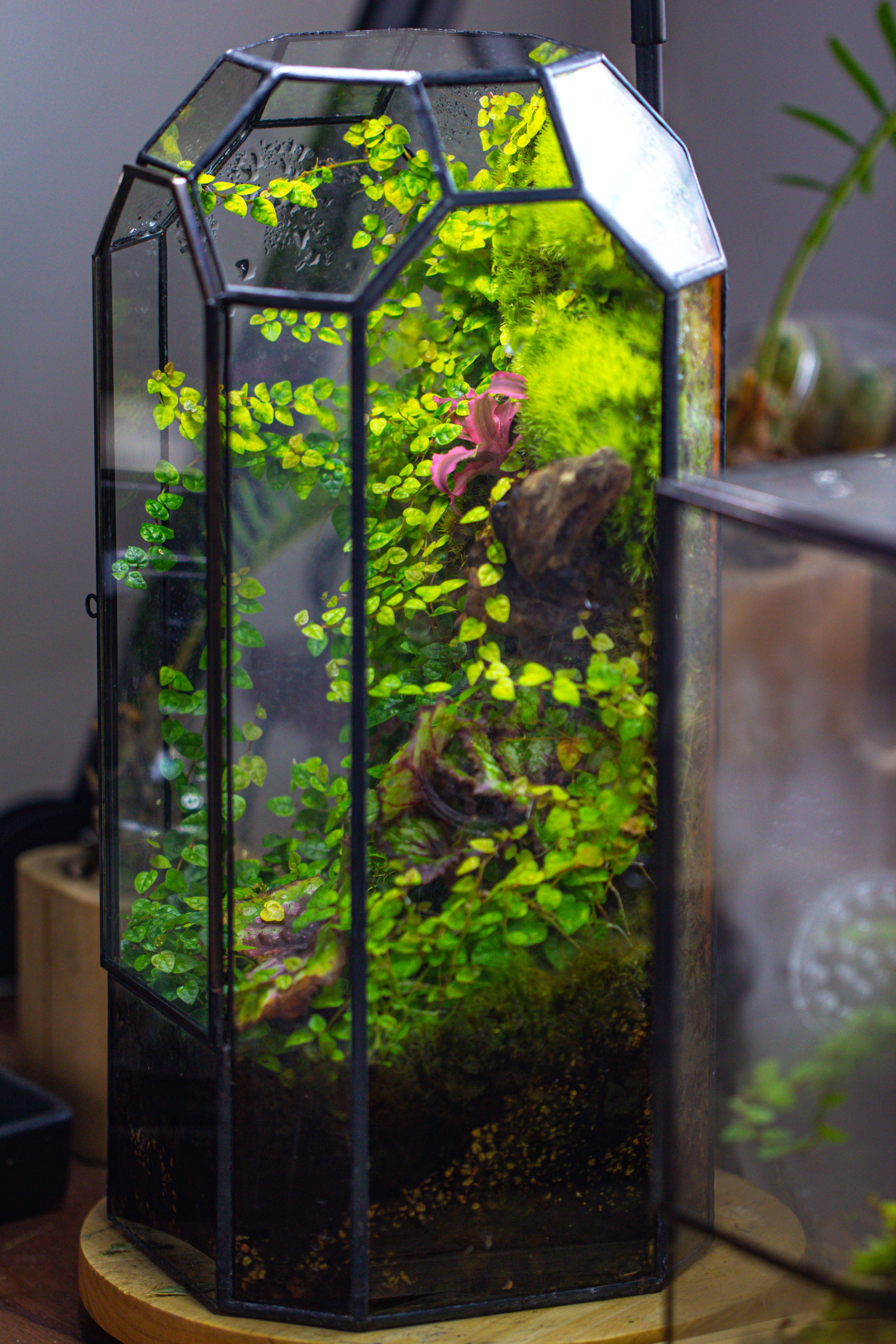 Vintage Tall Octagon Geometric Tin Glass Terrarium , 12.6" , close, suitable for tall plants, orchid, small begonia Pitcher, Micro landscape - NCYPgarden