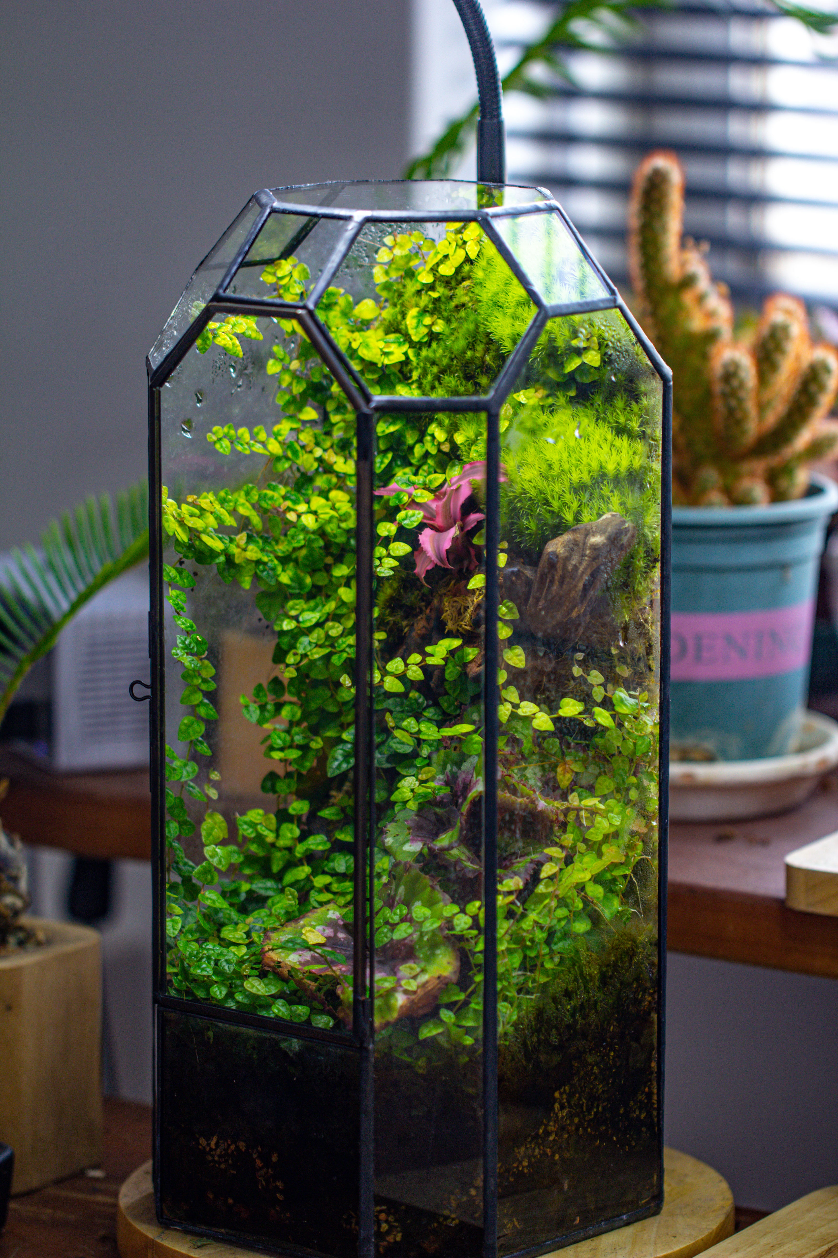 Vintage Tall Octagon Geometric Tin Glass Terrarium , 12.6" , close, suitable for tall plants, orchid, small begonia Pitcher, Micro landscape - NCYPgarden