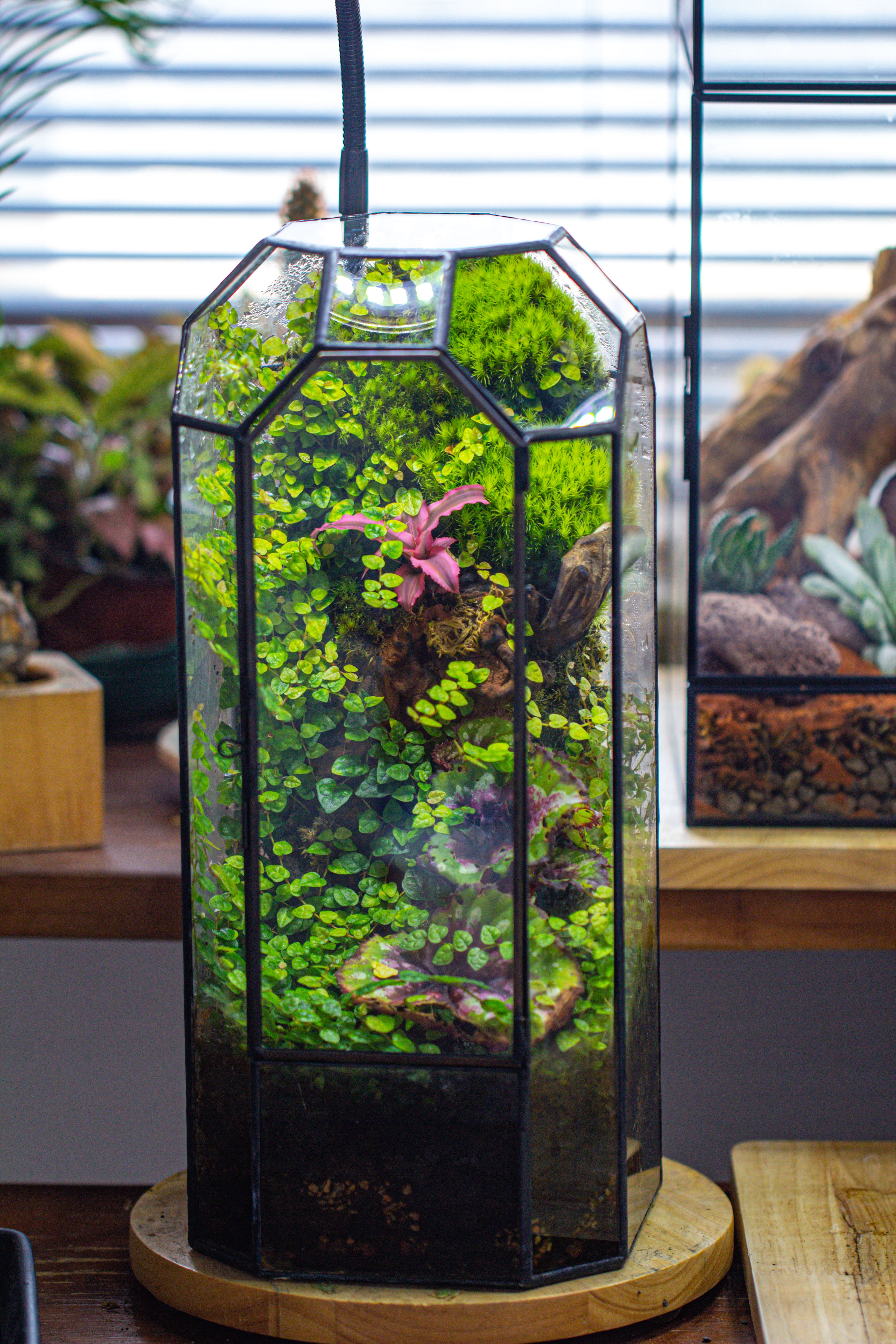 Planting Kit for this Close Geometric Tin Glass Terrarium with Door, 12.6 - NCYPgarden