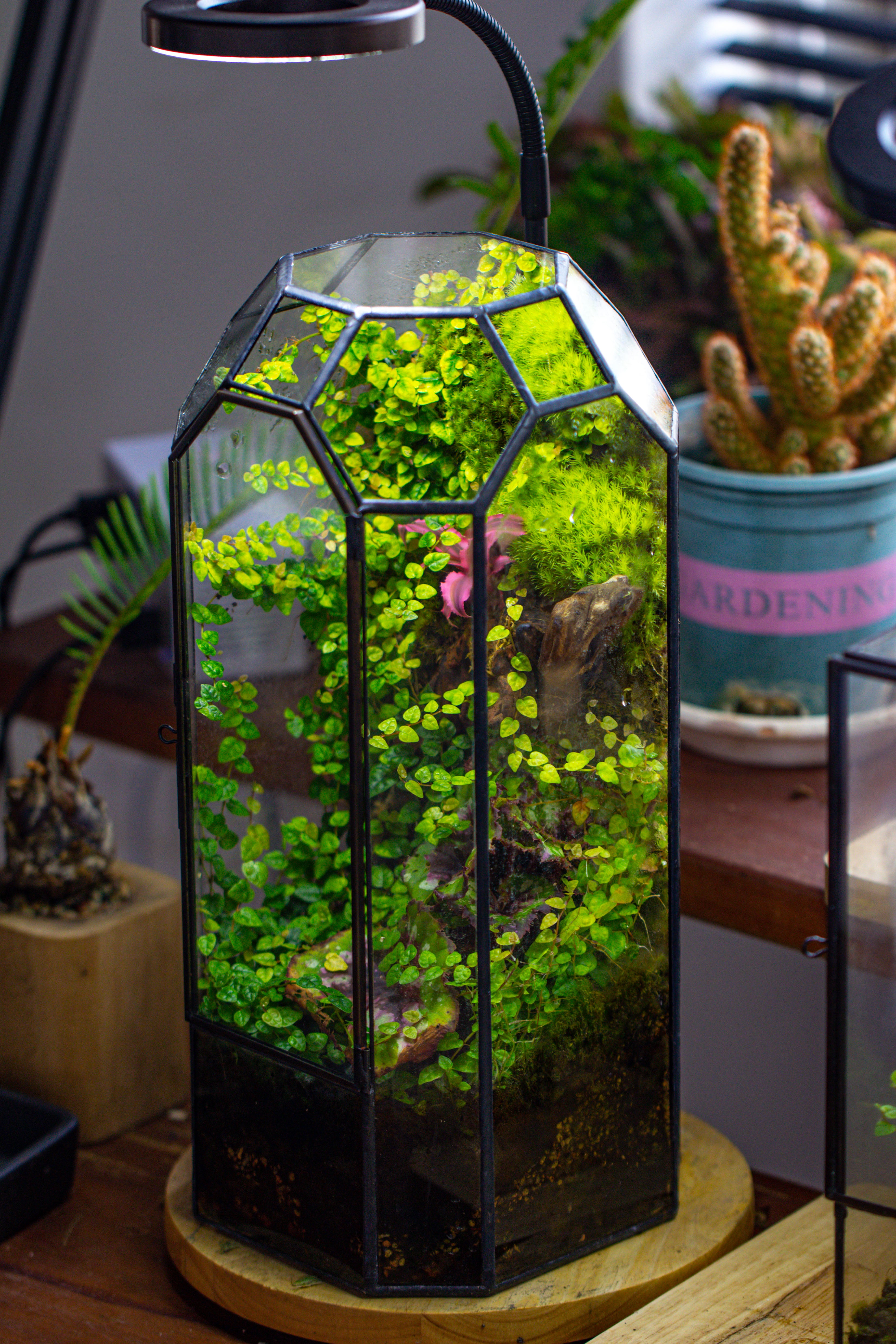 Vintage Tall Octagon Geometric Tin Glass Terrarium , 12.6" , close, suitable for tall plants, orchid, small begonia Pitcher, Micro landscape - NCYPgarden