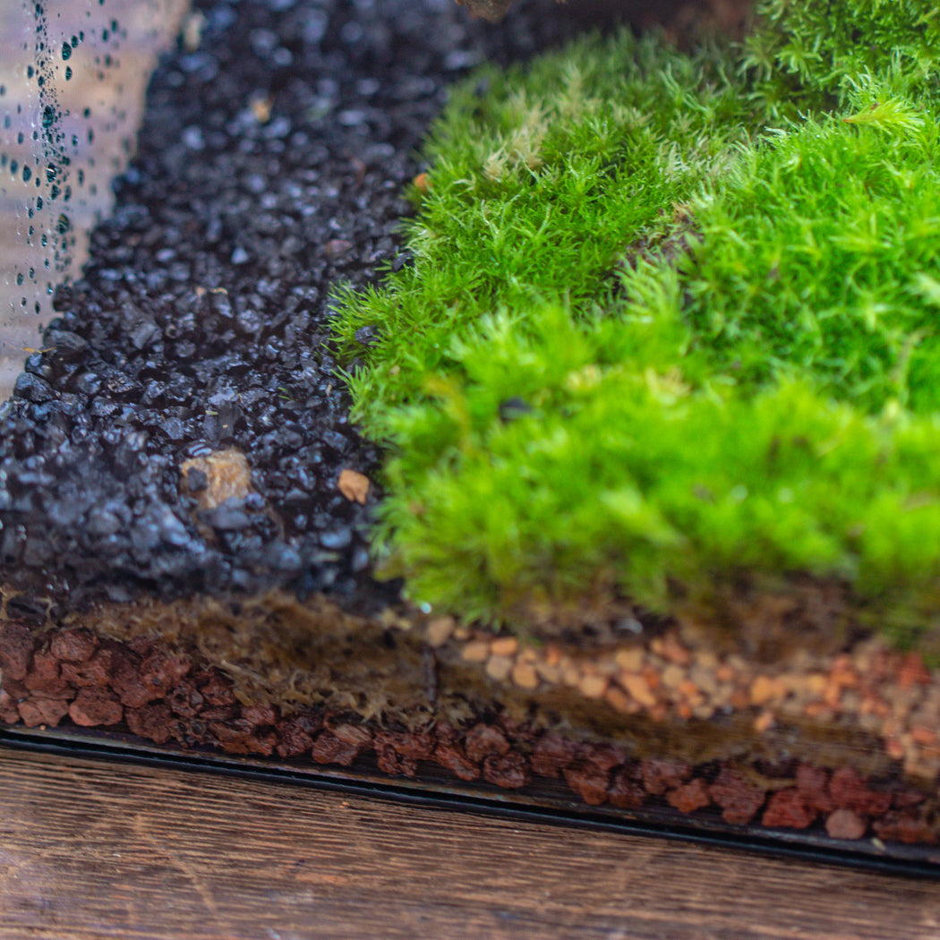 Basic Moss terrarium planting KIT, suitable for Terrarium, moss, fern, Orchid, Begonia, Small tropical - NCYPgarden