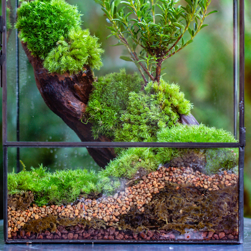 Basic Moss terrarium planting KIT, suitable for Terrarium, moss, fern,  Orchid, Begonia, Small tropical