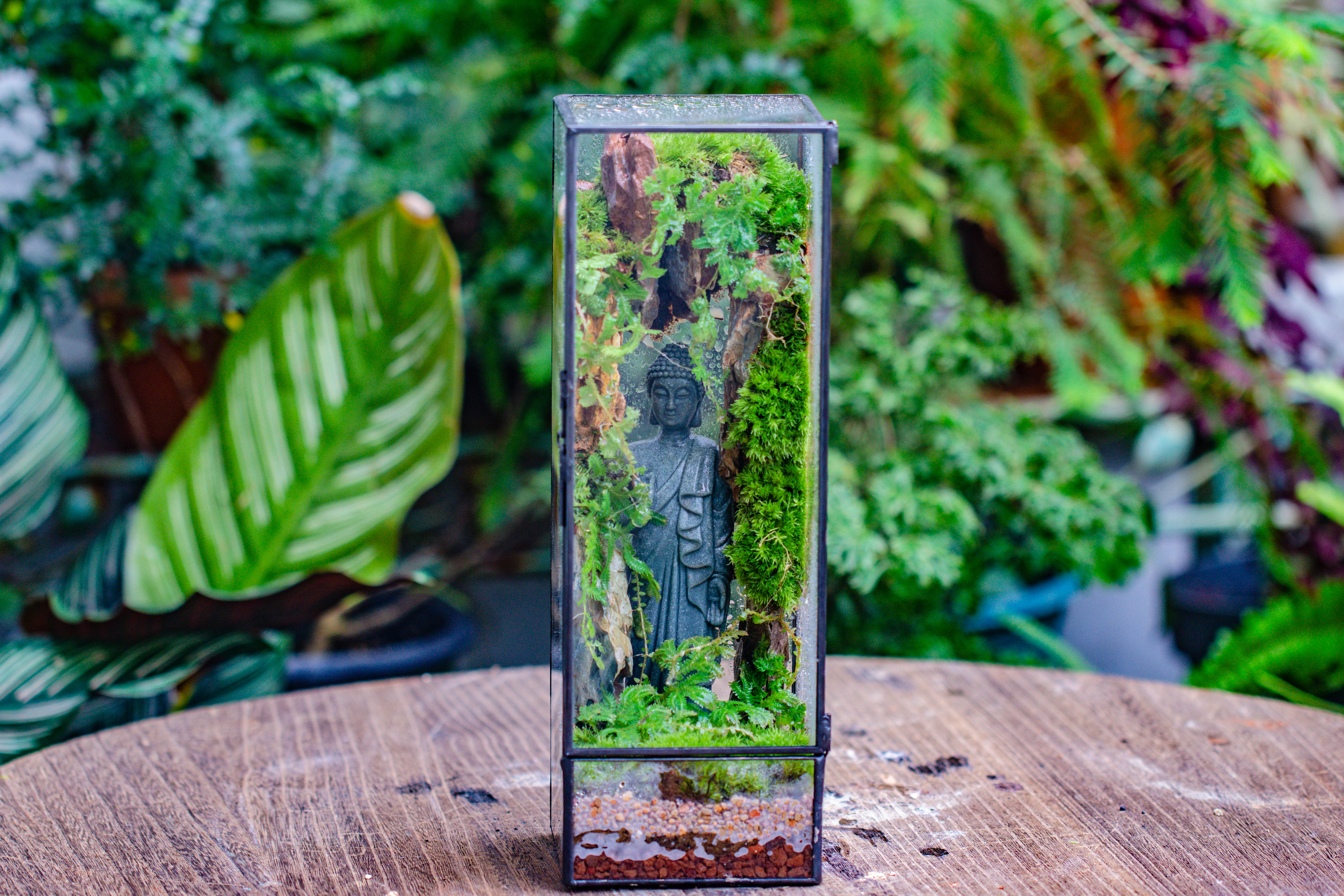 NCYP Close 11.8" Tall Geometric Glass Terrarium with Door DIY set, with Buddha, Dragon rocks, Planting Materials - NCYPgarden