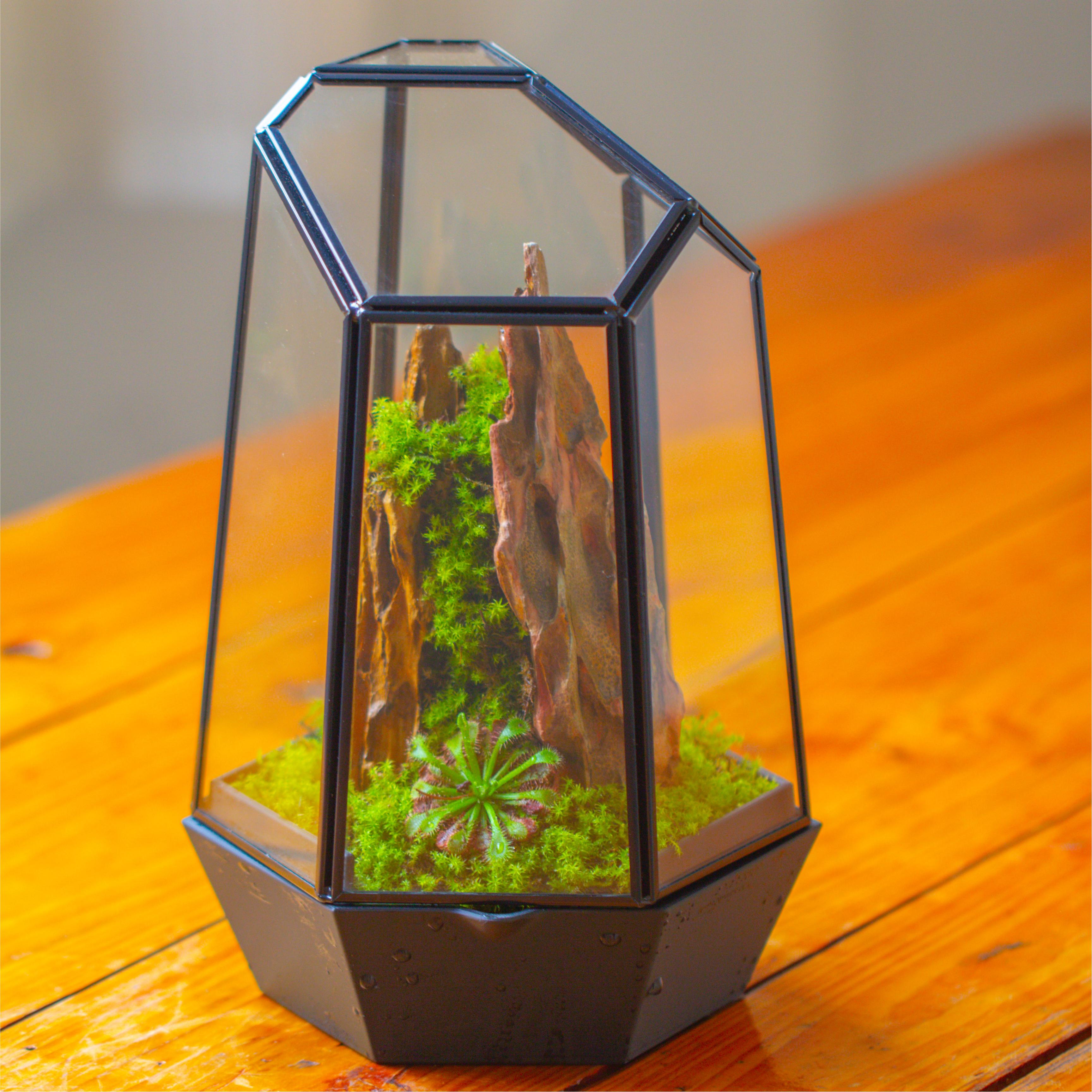 Self-Contained Close Geometric Terrarium with Waterproof Base, Geometric Glass Cover - NCYPgarden