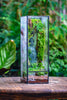 NCYP Close 11.8" Tall Geometric Glass Terrarium with Door DIY set, with Buddha, Dragon rocks, Planting Materials - NCYPgarden