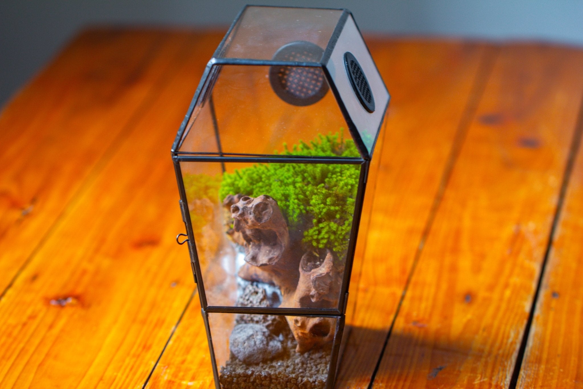 Coffin-Shaped Tin Glass Terrarium Enclosure, Gothic Style, for Jumping Spider, Insects, Snails PK01D2 - NCYPgarden