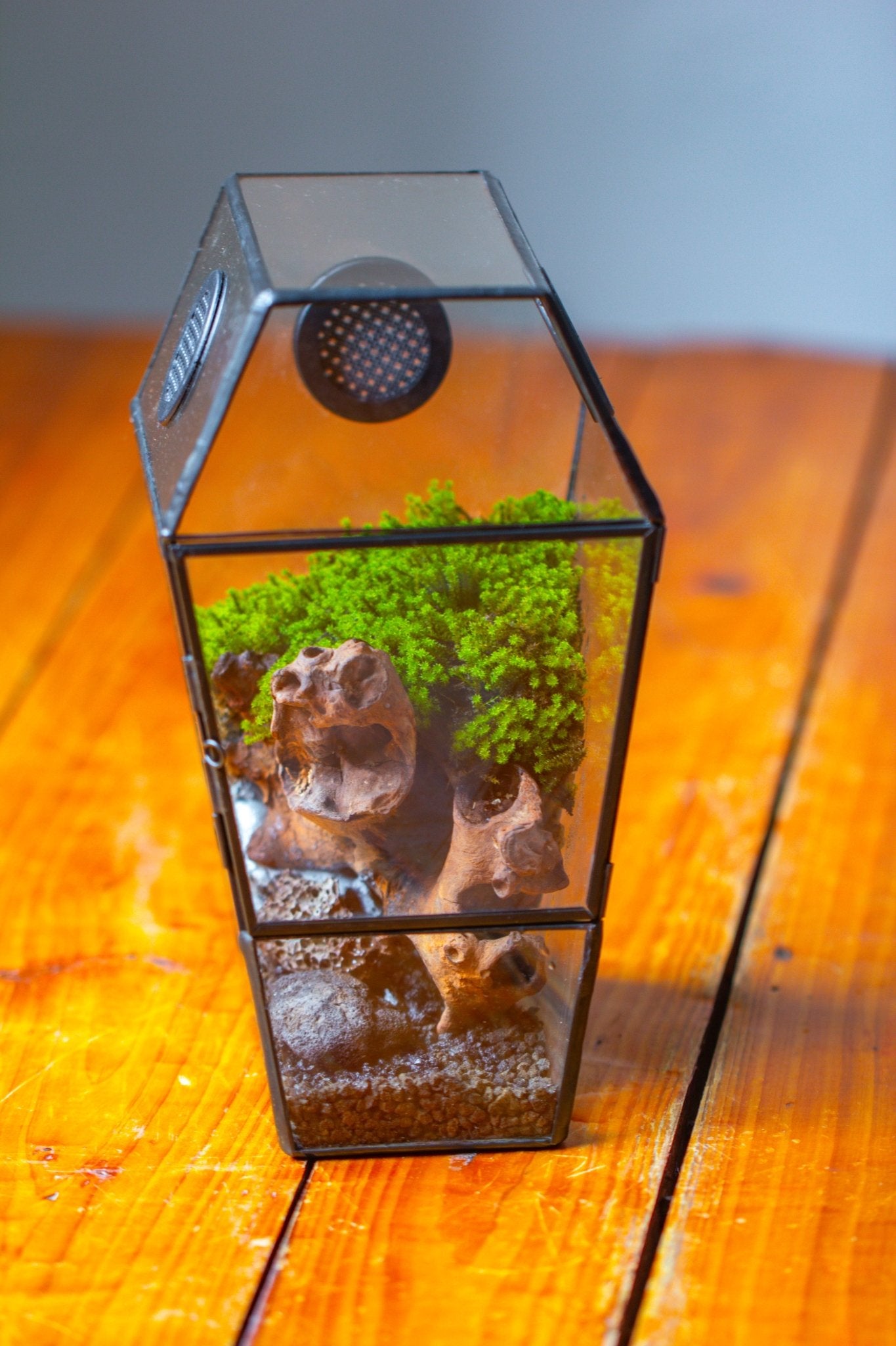 Coffin-Shaped Tin Glass Terrarium Enclosure, Gothic Style, for Jumping Spider, Insects, Snails PK01D2 - NCYPgarden