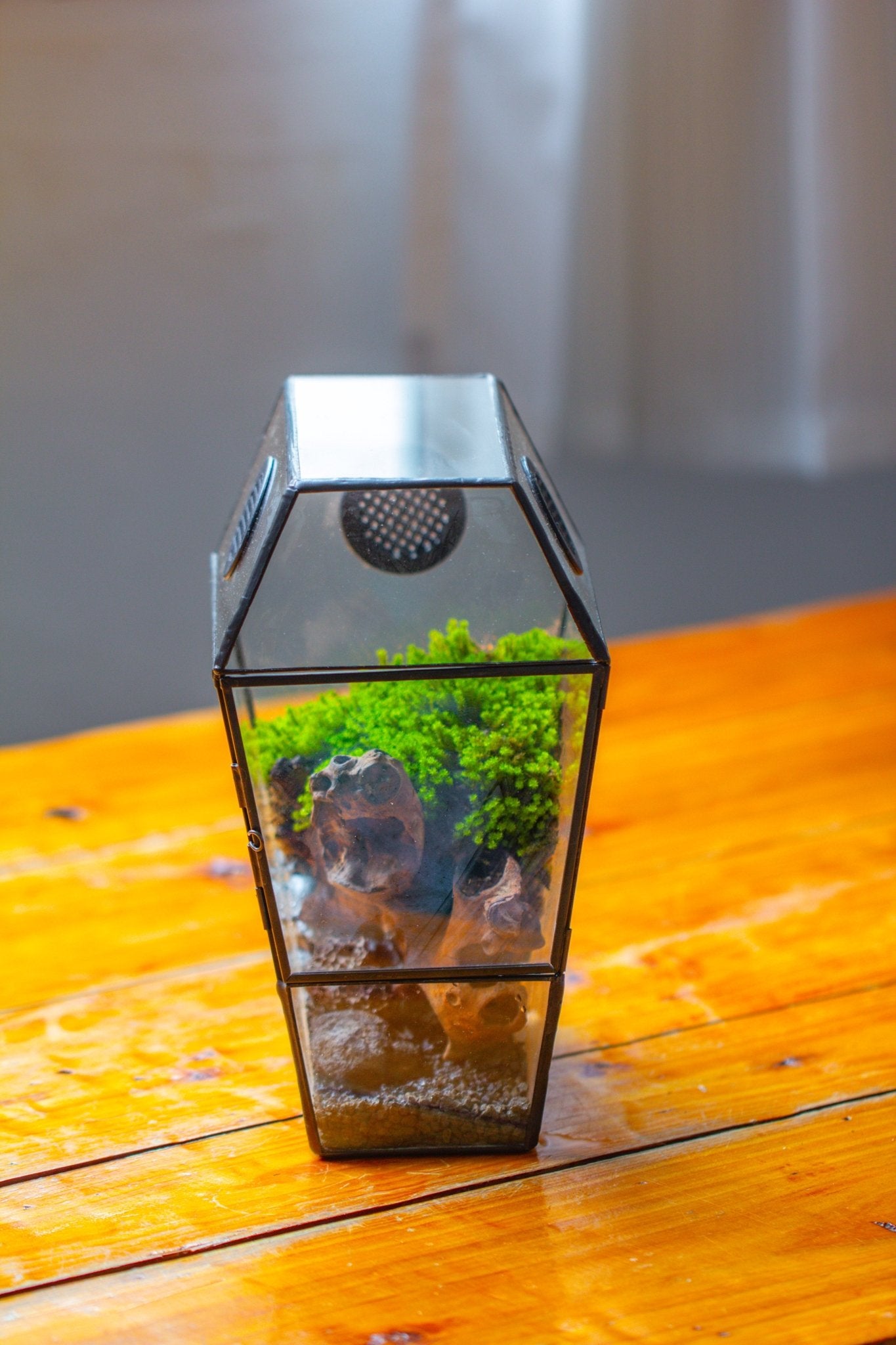 Coffin-Shaped Tin Glass Terrarium Enclosure, Gothic Style, for Jumping Spider, Insects, Snails PK01D2 - NCYPgarden