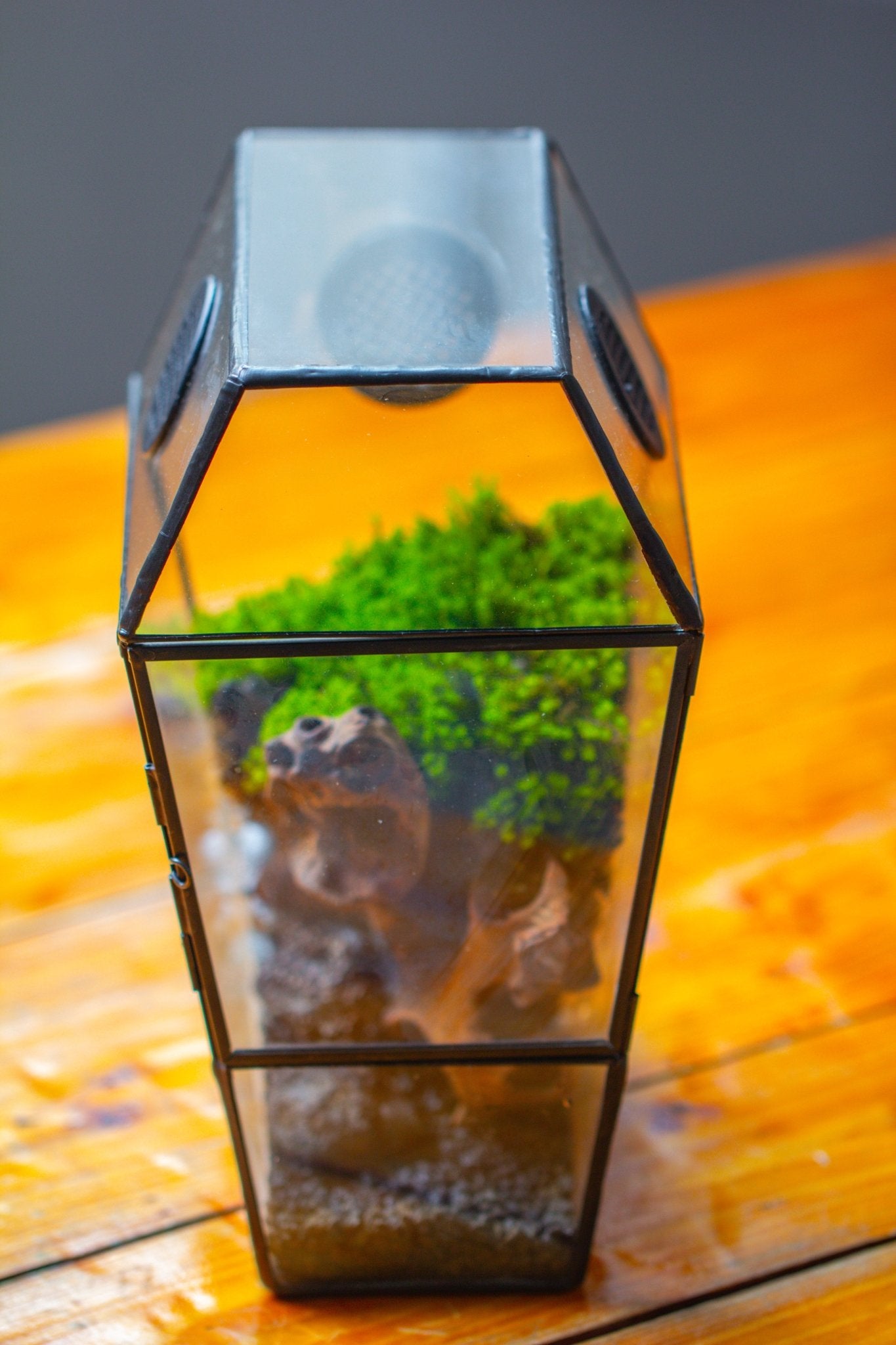 Coffin-Shaped Tin Glass Terrarium Enclosure, Gothic Style, for Jumping Spider, Insects, Snails PK01D2 - NCYPgarden
