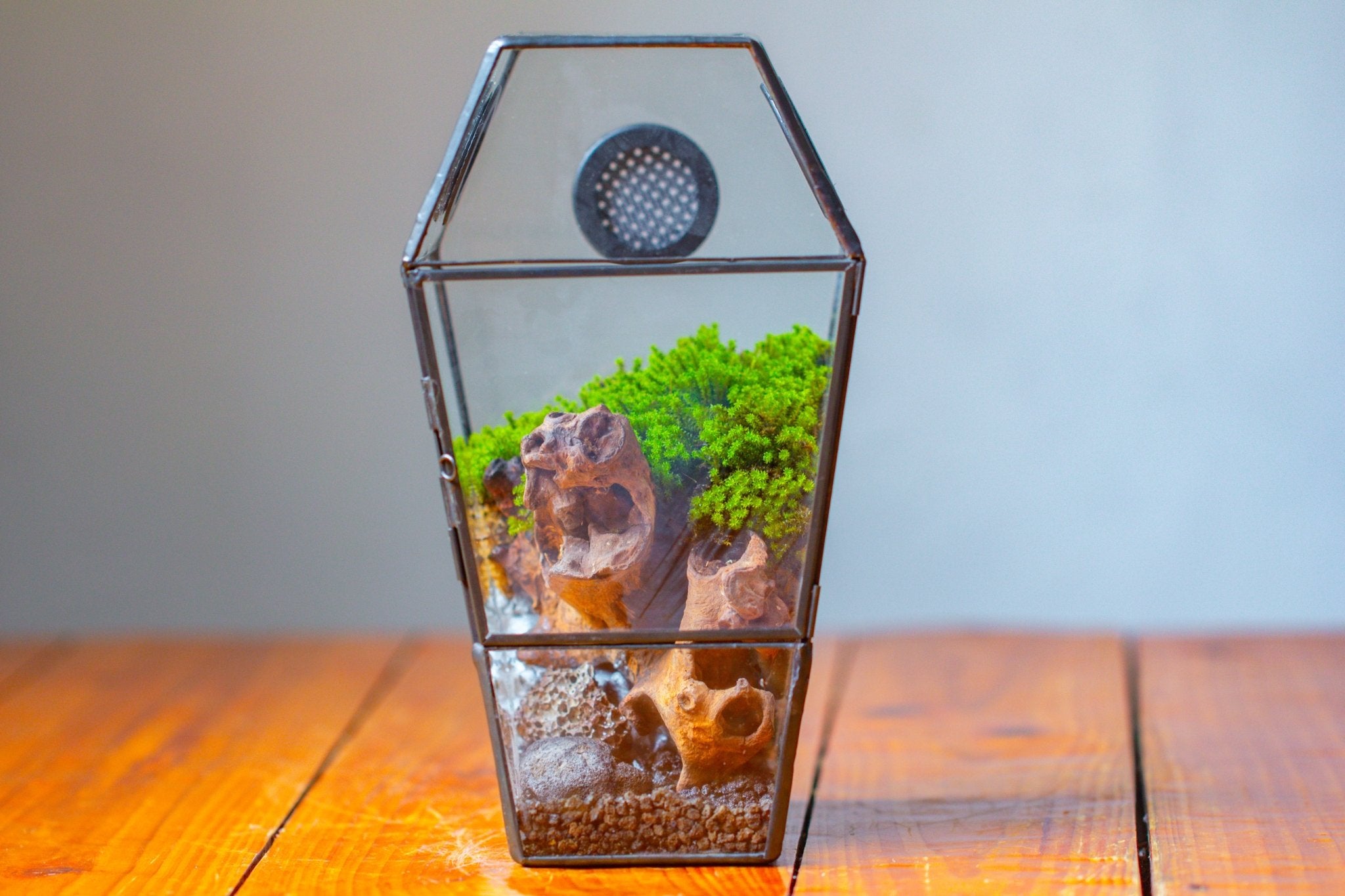 Coffin-Shaped Tin Glass Terrarium Enclosure, Gothic Style, for Jumping Spider, Insects, Snails PK01D2 - NCYPgarden