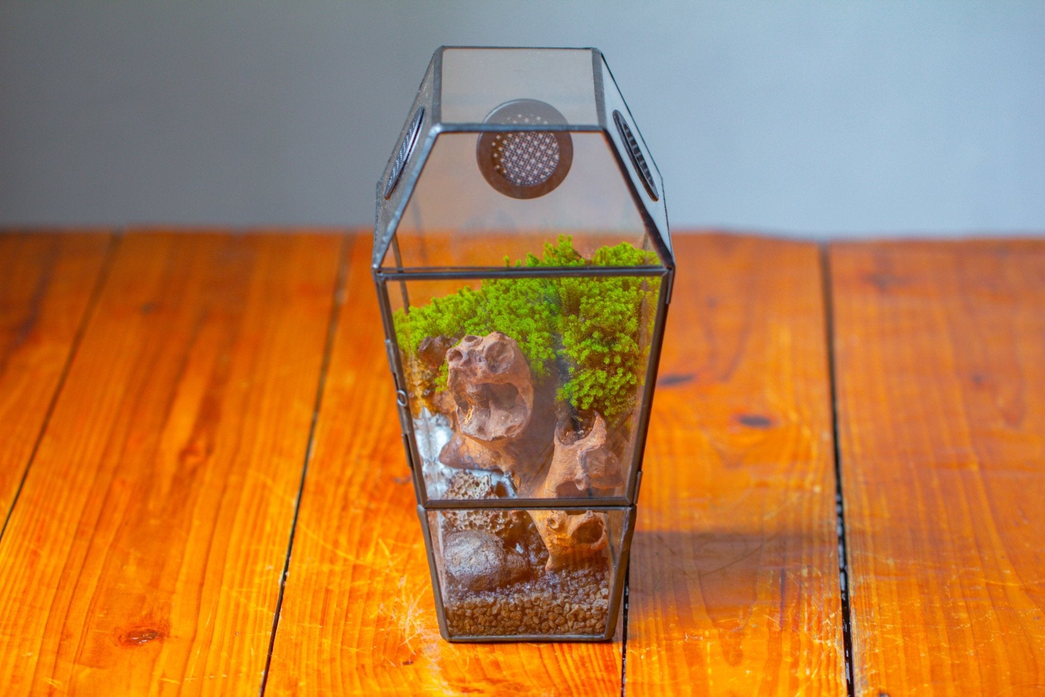 Coffin-Shaped Tin Glass Terrarium Enclosure, Gothic Style, for Jumping Spider, Insects, Snails PK01D2 - NCYPgarden