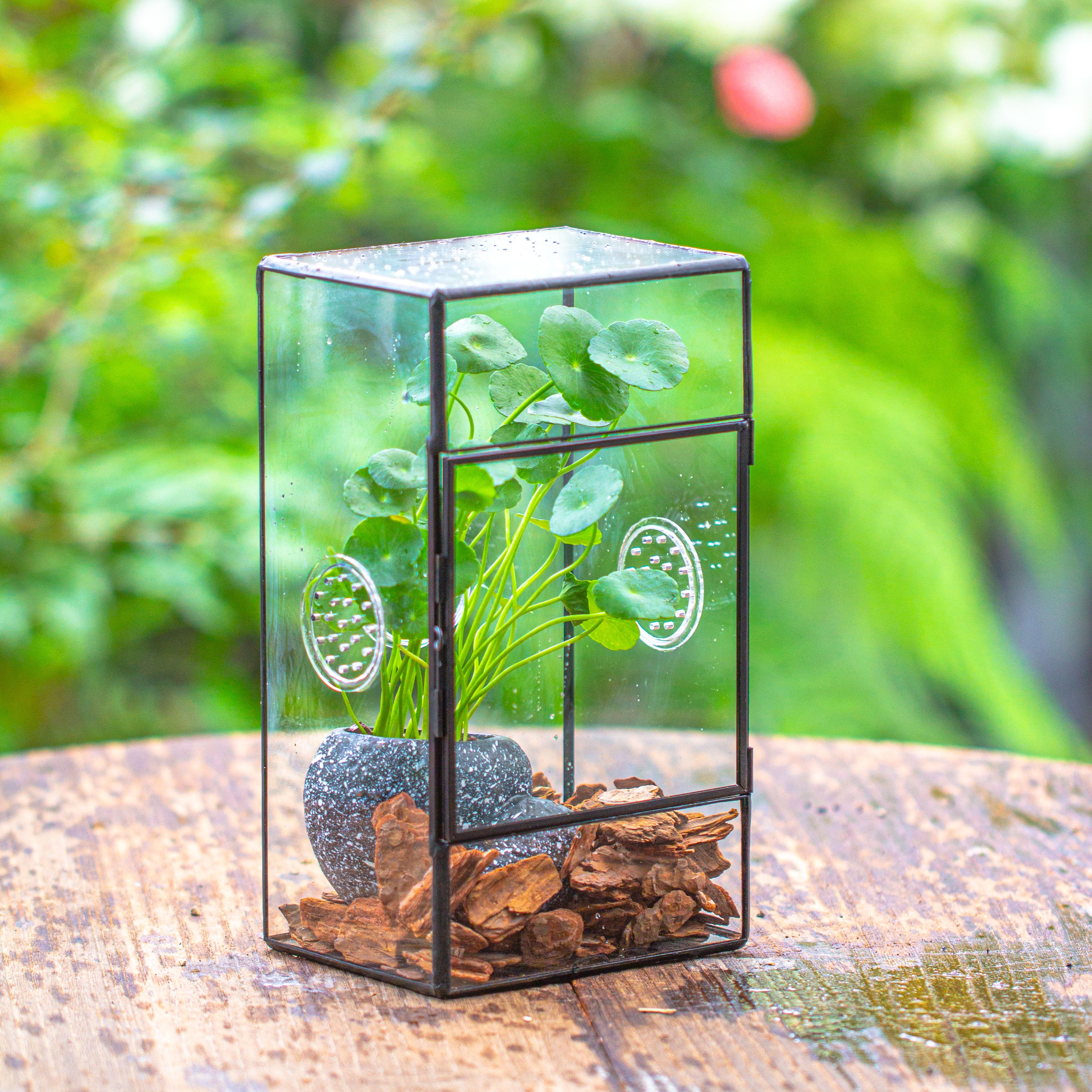 NCYP Rectangle Tin and Glass Geometric Terrarium,  with side door,  with Mesh  / vent holes for small Insects Pet - NCYPgarden