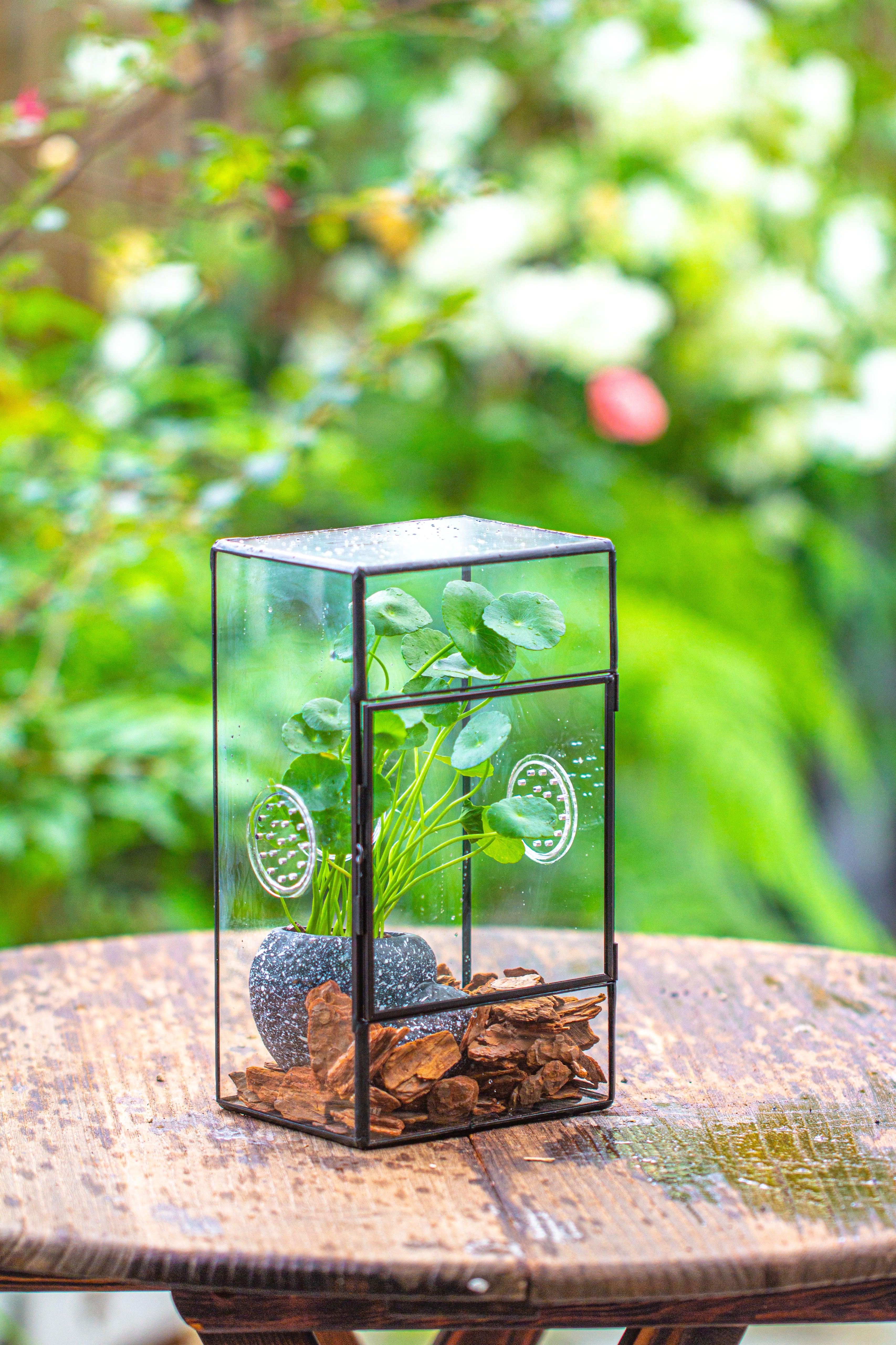 NCYP Rectangle Tin and Glass Geometric Terrarium,  with side door,  with Mesh  / vent holes for small Insects Pet - NCYPgarden