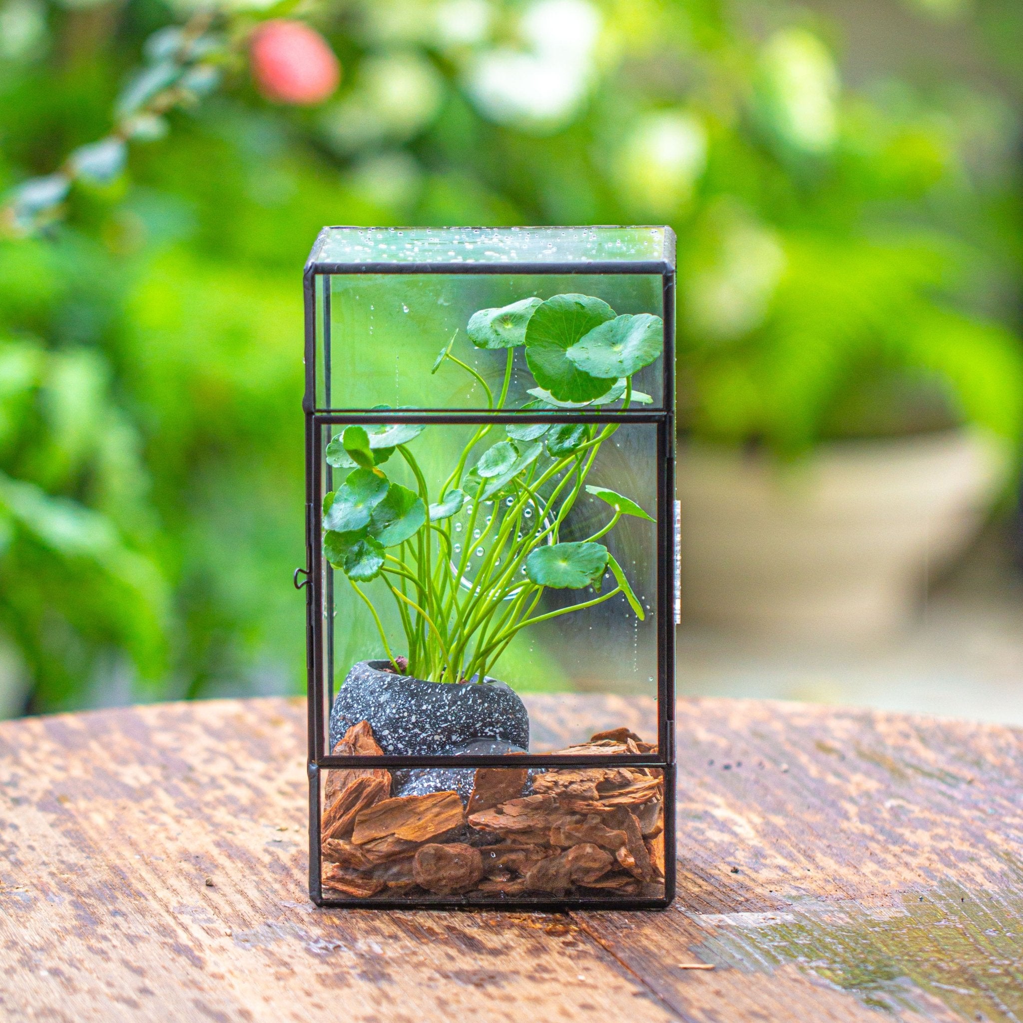 Basic Terrarium NCYP Rectangle Tin and Glass Geometric Terrarium, with side door, with ...