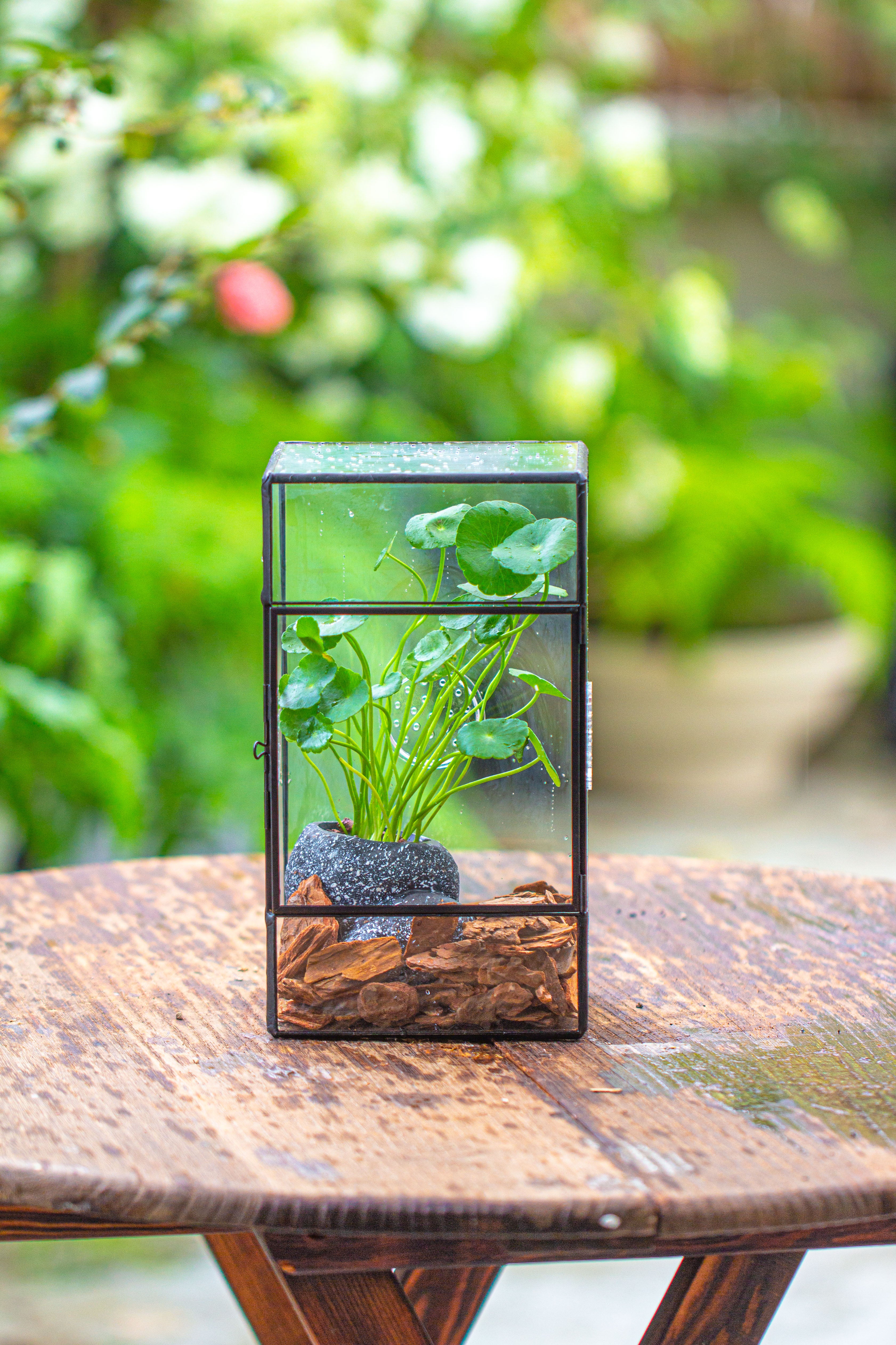 NCYP Rectangle Tin and Glass Geometric Terrarium,  with side door,  with Mesh  / vent holes for small Insects Pet - NCYPgarden