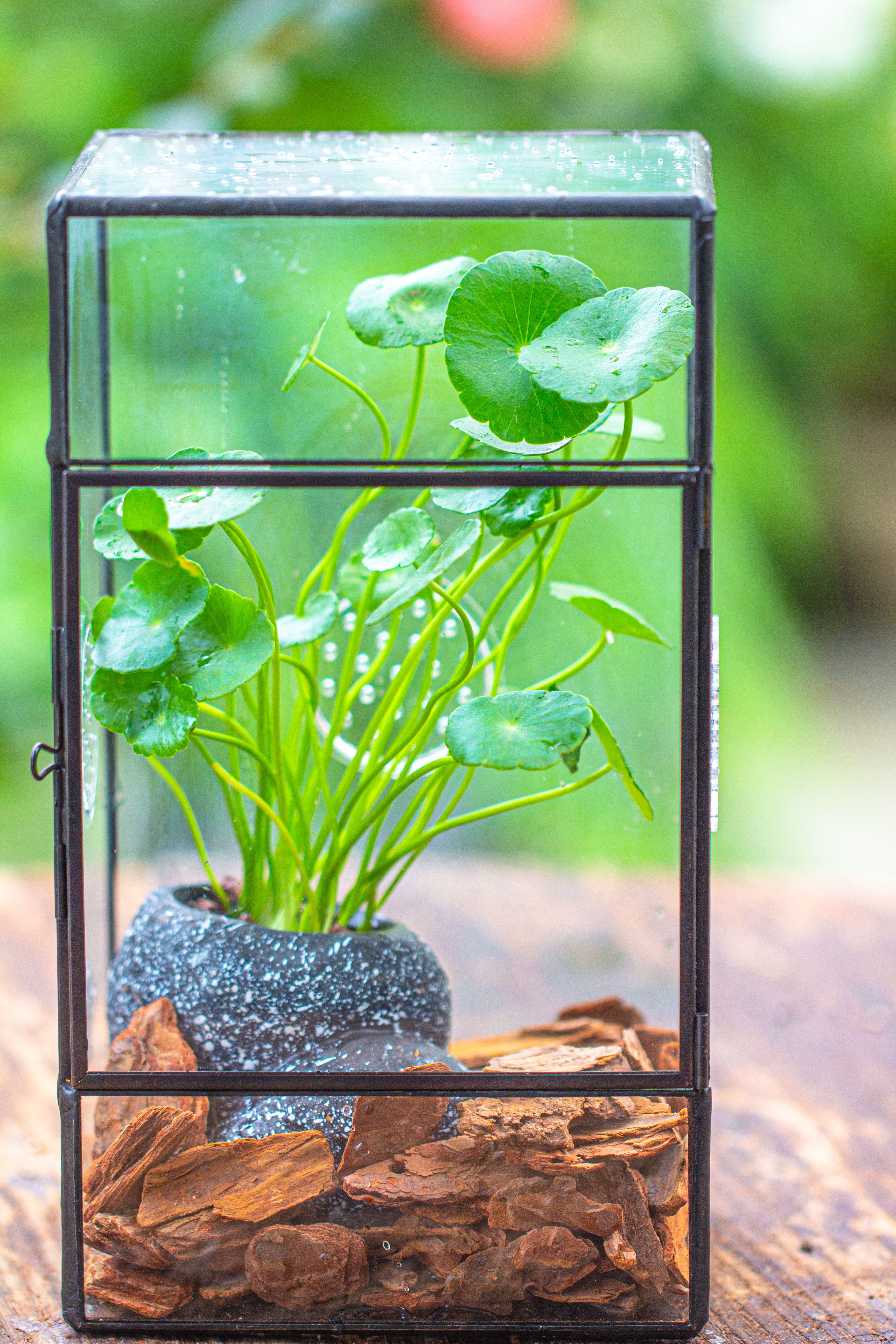 NCYP Rectangle Tin and Glass Geometric Terrarium,  with side door,  with Mesh  / vent holes for small Insects Pet - NCYPgarden