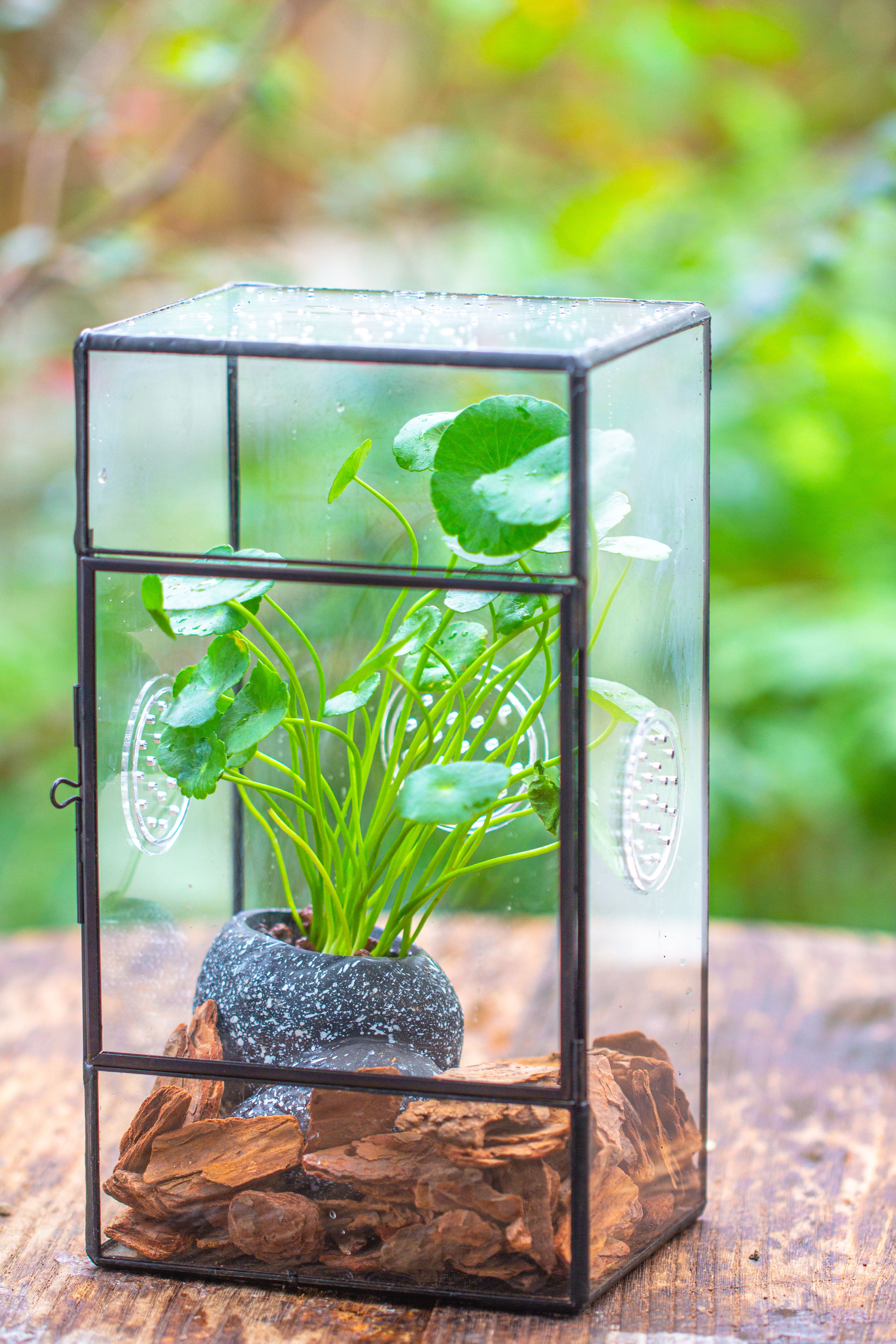 NCYP Rectangle Tin and Glass Geometric Terrarium,  with side door,  with Mesh  / vent holes for small Insects Pet - NCYPgarden