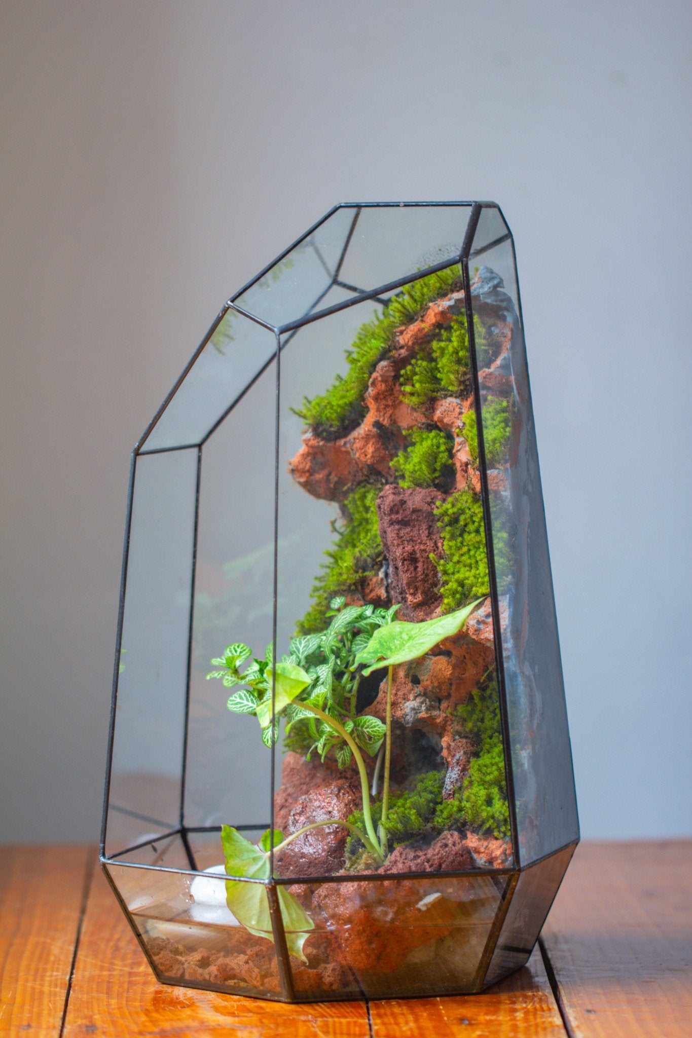 Handmade Extra Large Tall Irregular Glass Geometric Terrarium，Open, Waterproof, with Wire hole - NCYPgarden