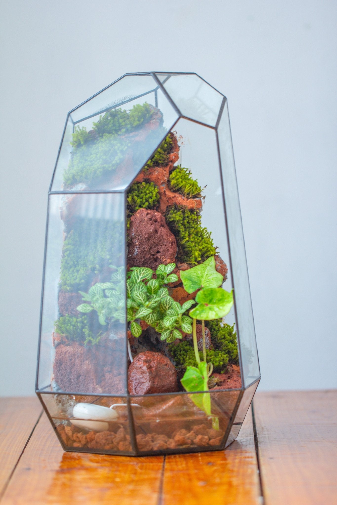 Handmade Extra Large Tall Irregular Glass Geometric Terrarium，Open, Waterproof, with Wire hole - NCYPgarden