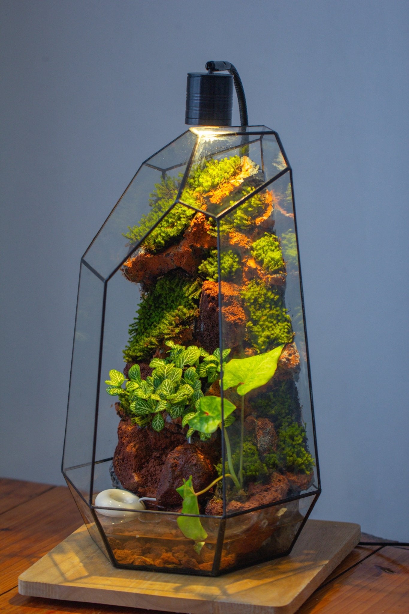 Handmade Extra Large Tall Irregular Glass Geometric Terrarium，Open, Waterproof, with Wire hole - NCYPgarden
