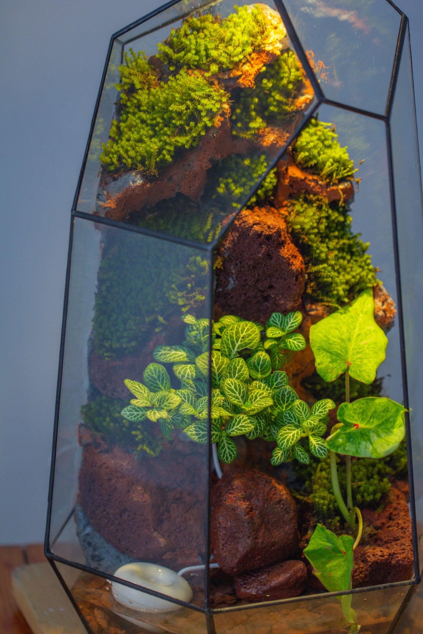 Handmade Extra Large Tall Irregular Glass Geometric Terrarium，Open, Waterproof, with Wire hole - NCYPgarden