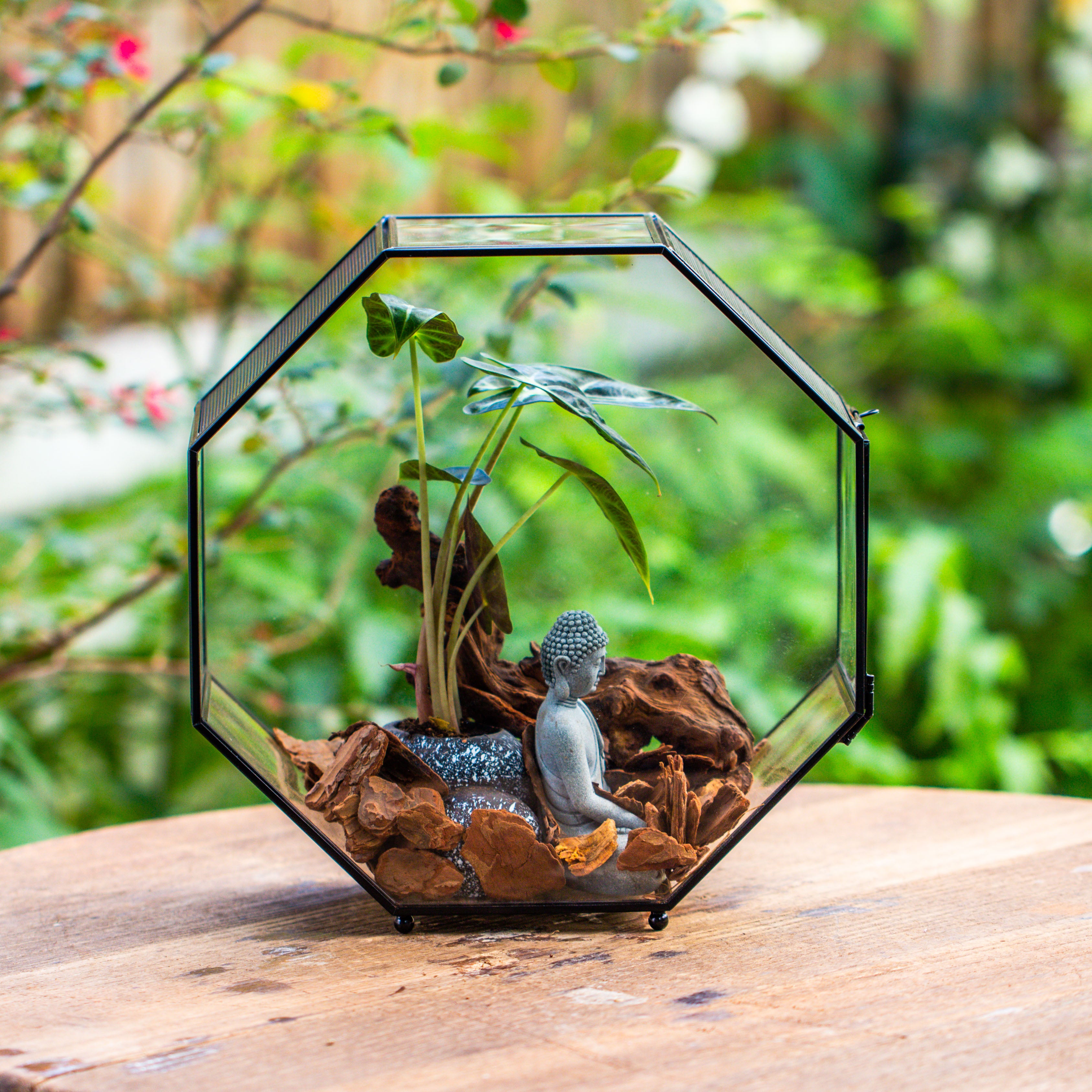 Handmade Octagon Glass Geometric Terrarium with Side Vent, Spider Terrarium, Jumping Spider/Snail Terrarium, Jumping Spider Enclosure - NCYPgarden