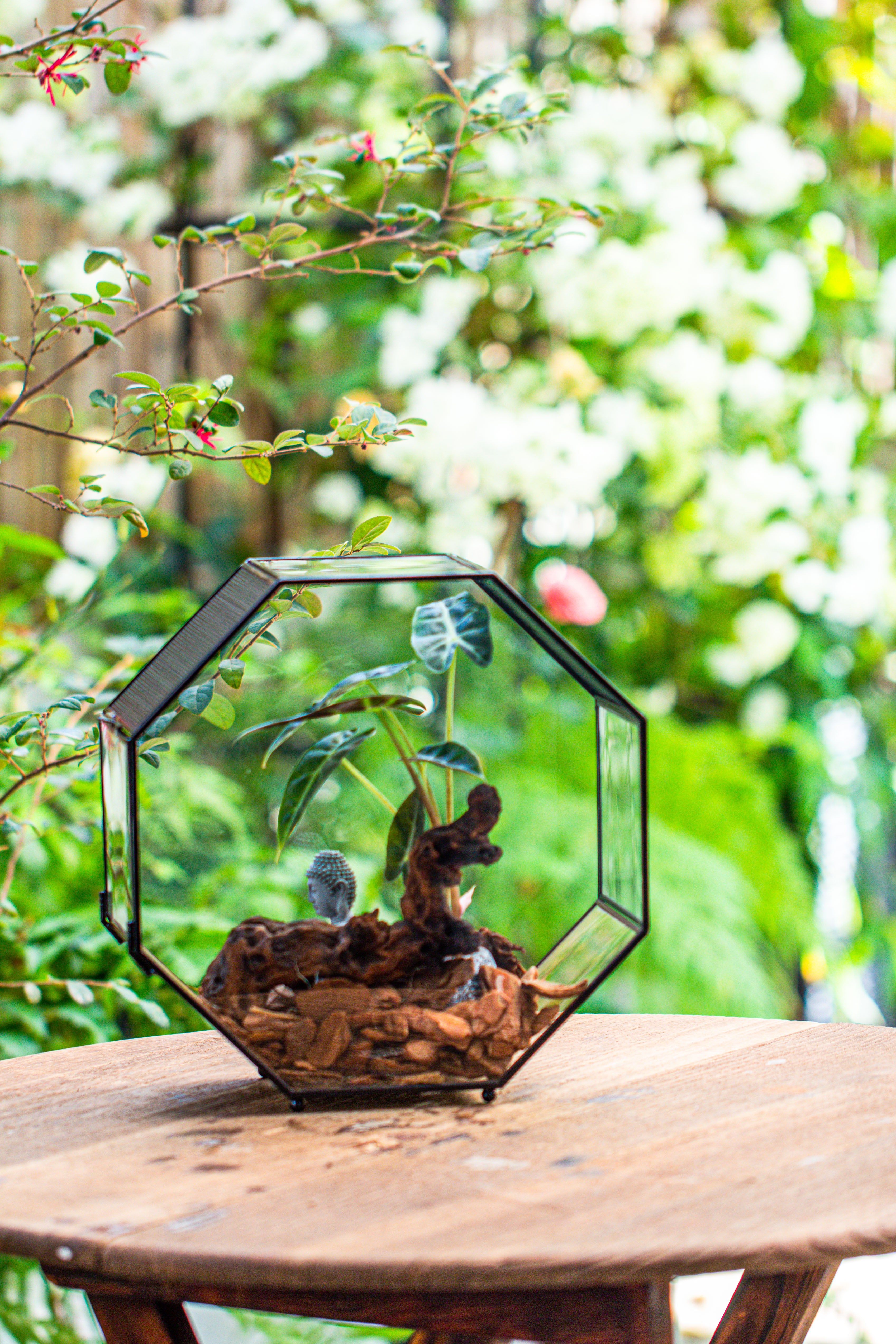 Handmade Octagon Glass Geometric Terrarium with Side Vent, Spider Terrarium, Jumping Spider/Snail Terrarium, Jumping Spider Enclosure - NCYPgarden