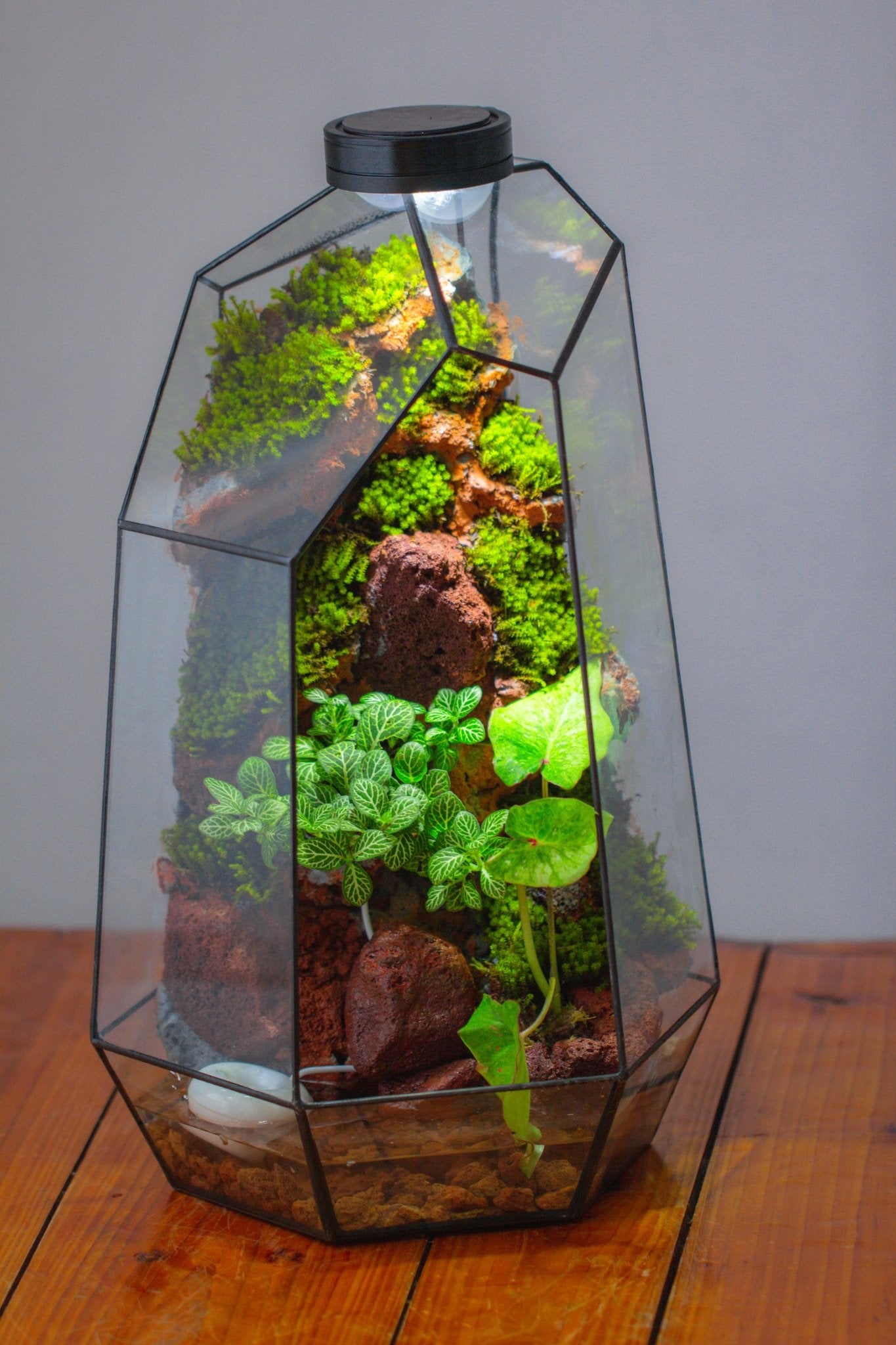 Handmade Extra Large Tall Irregular Glass Geometric Terrarium，Open, Waterproof, with Wire hole - NCYPgarden