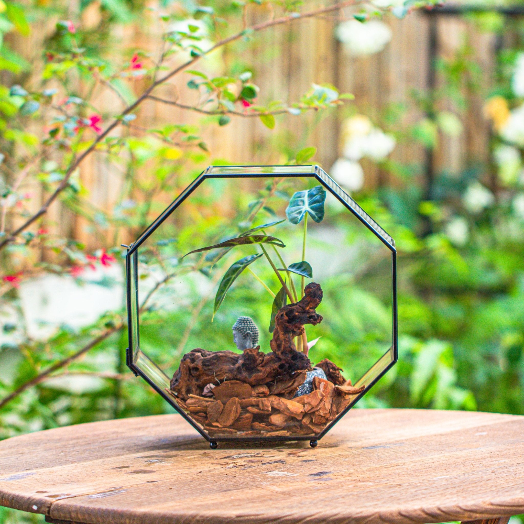 geometric plant terrarium 10" Octagon Glass Geometric Terrarium with Side Vent, Spider Terrarium, Jumping Spider/Snail Terrarium, Jumping Spider Enclosure