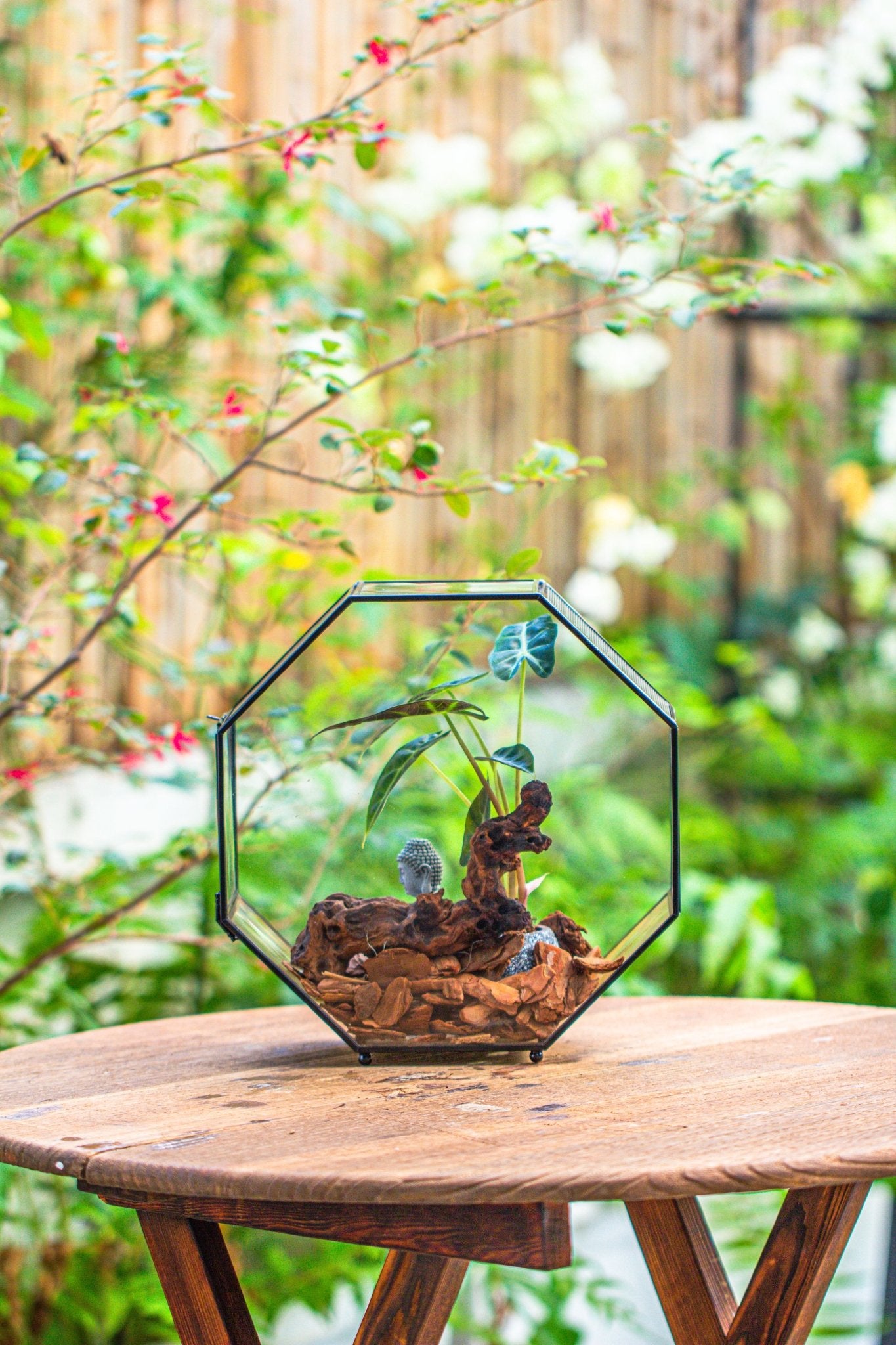 spider plant terrarium 10" Octagon Glass Geometric Terrarium with Side Vent, Spider Terrarium, Jumping Spider/Snail Terrarium, Jumping Spider Enclosure