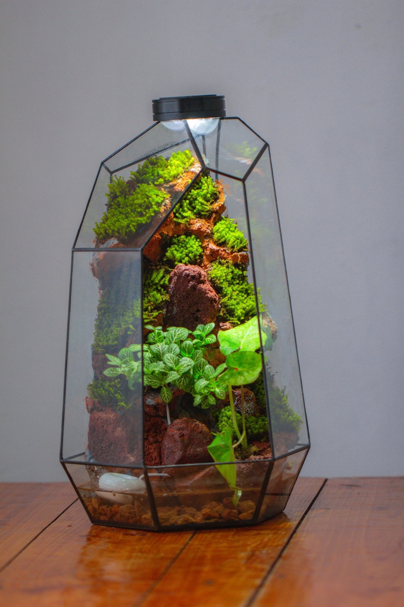 Handmade Extra Large Tall Irregular Glass Geometric Terrarium，Open, Waterproof, with Wire hole - NCYPgarden