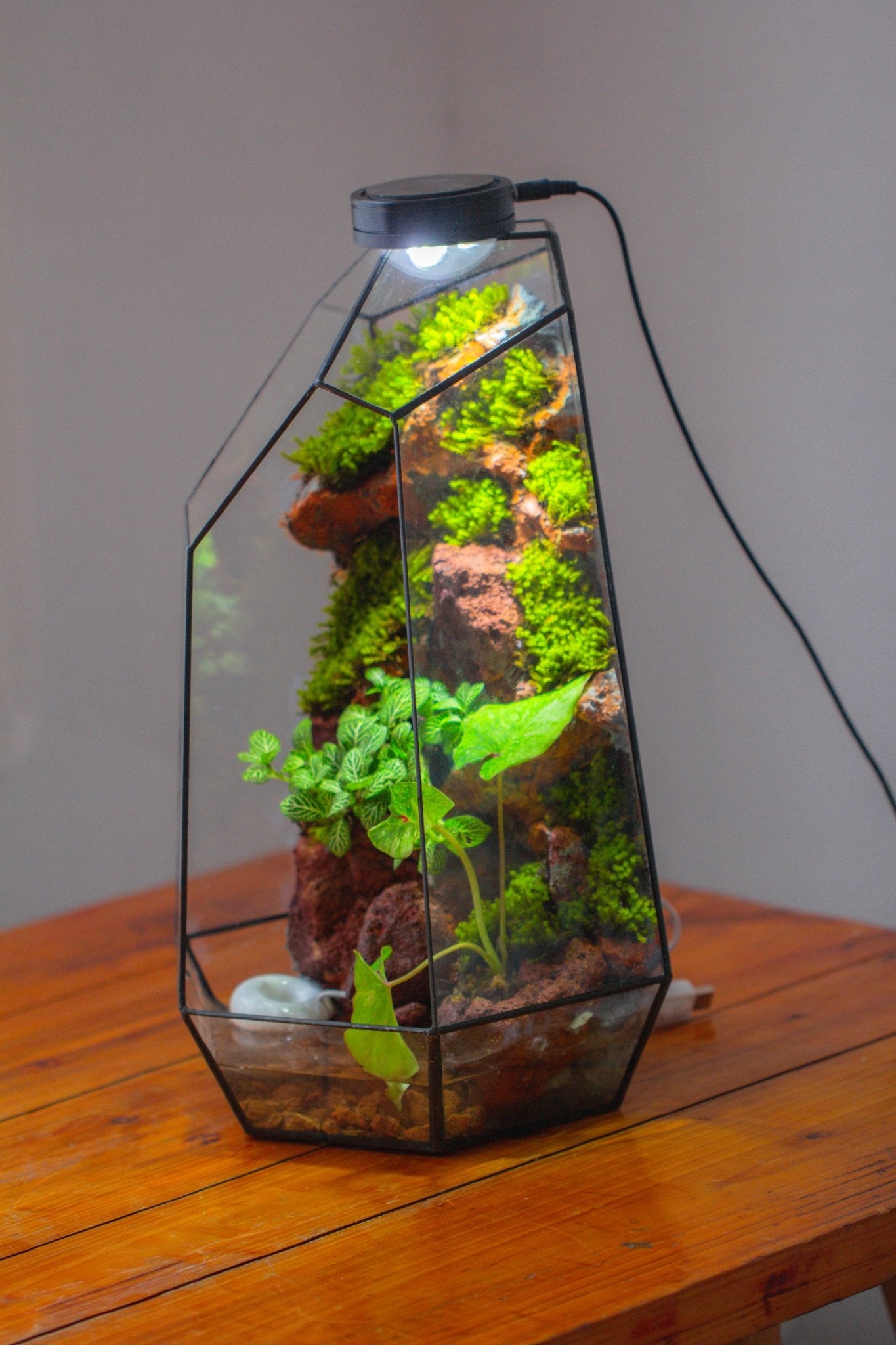 Handmade Extra Large Tall Irregular Glass Geometric Terrarium，Open, Waterproof, with Wire hole - NCYPgarden