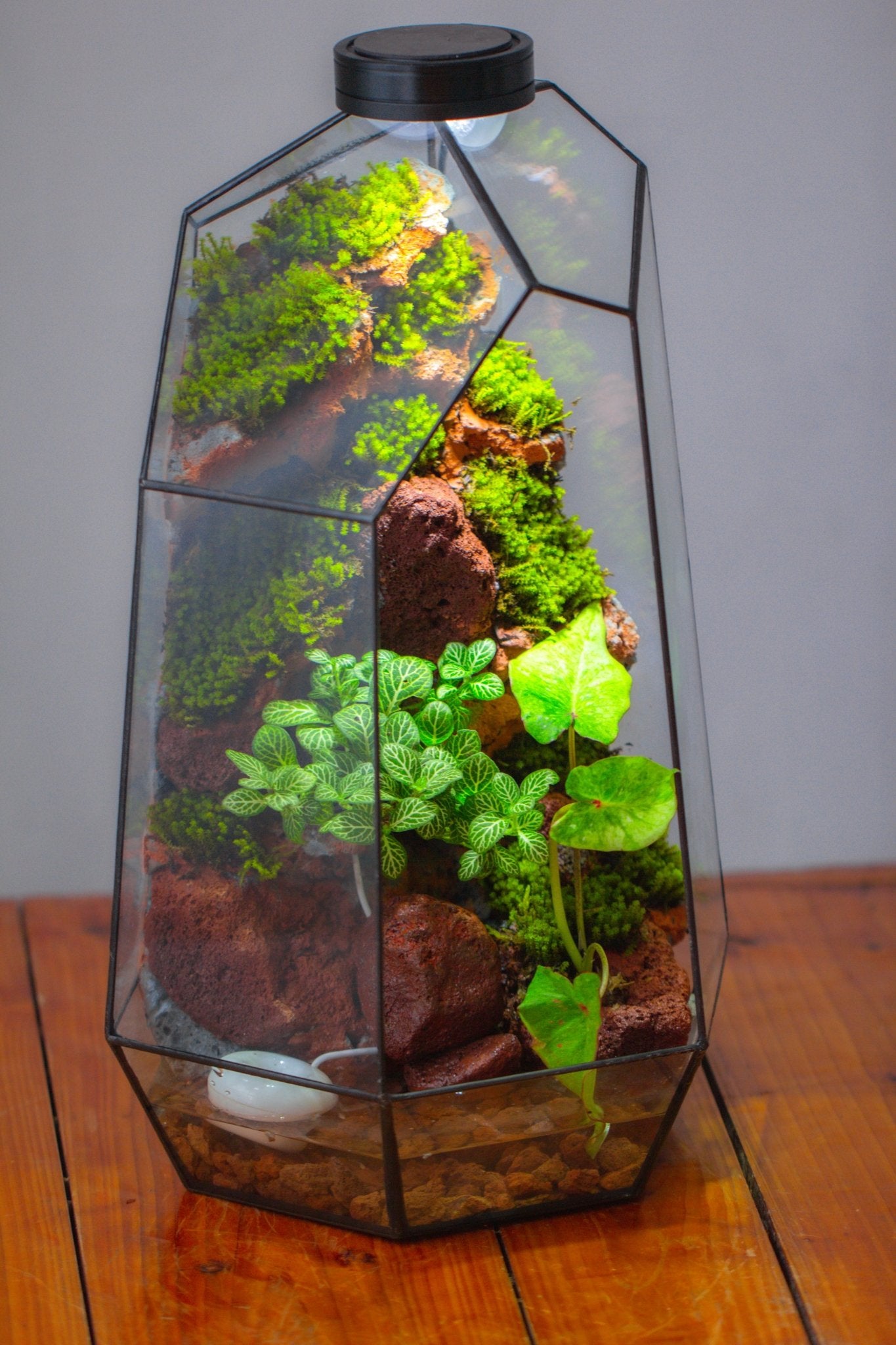 Handmade Extra Large Tall Irregular Glass Geometric Terrarium，Open, Waterproof, with Wire hole - NCYPgarden