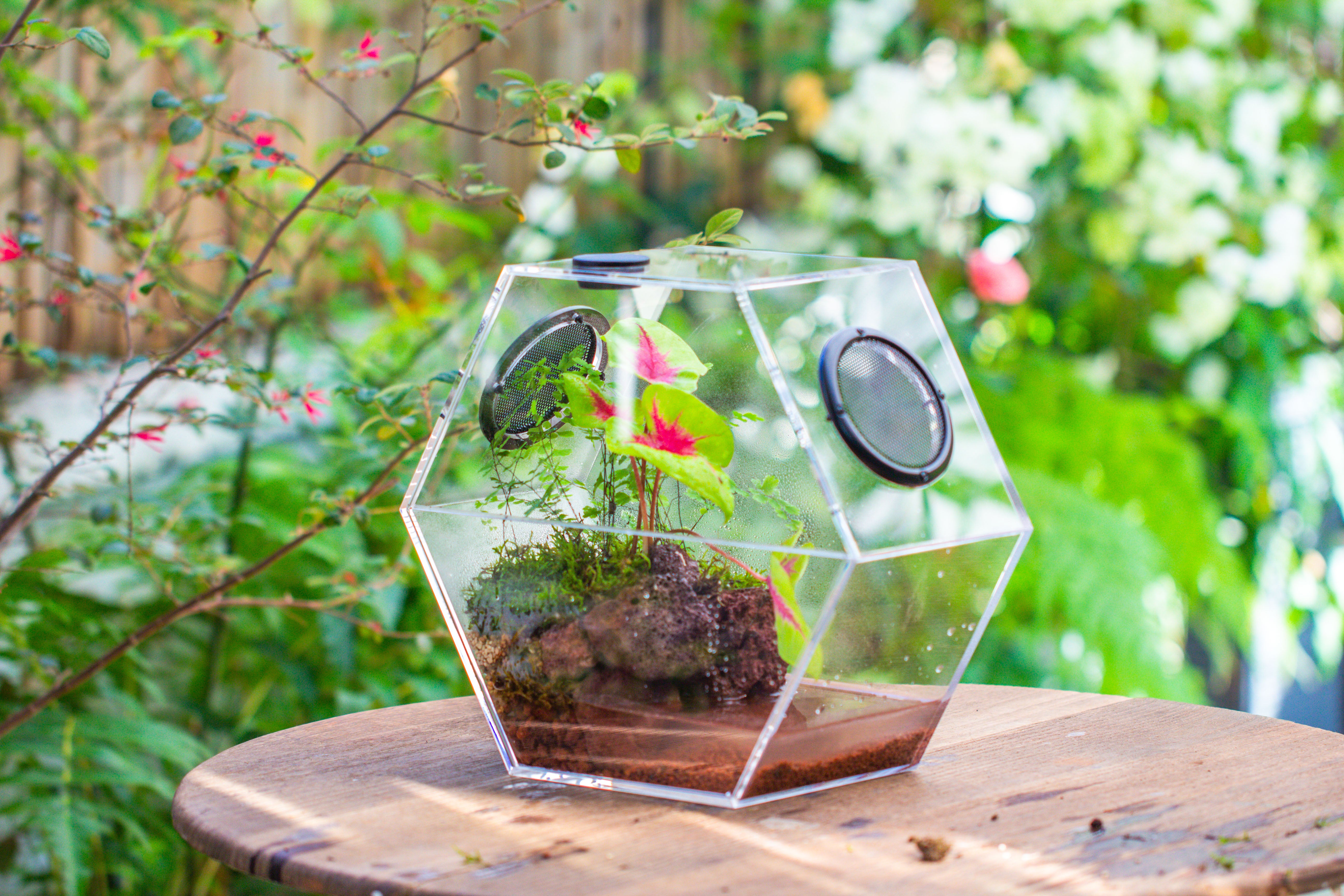 Handmade Extra Large Acrylic Hexagon Watertight Enclosure Terrarium with Mesh Vents, Feed Hole for Insects, Vivarium, Enclosure Only - NCYPgarden