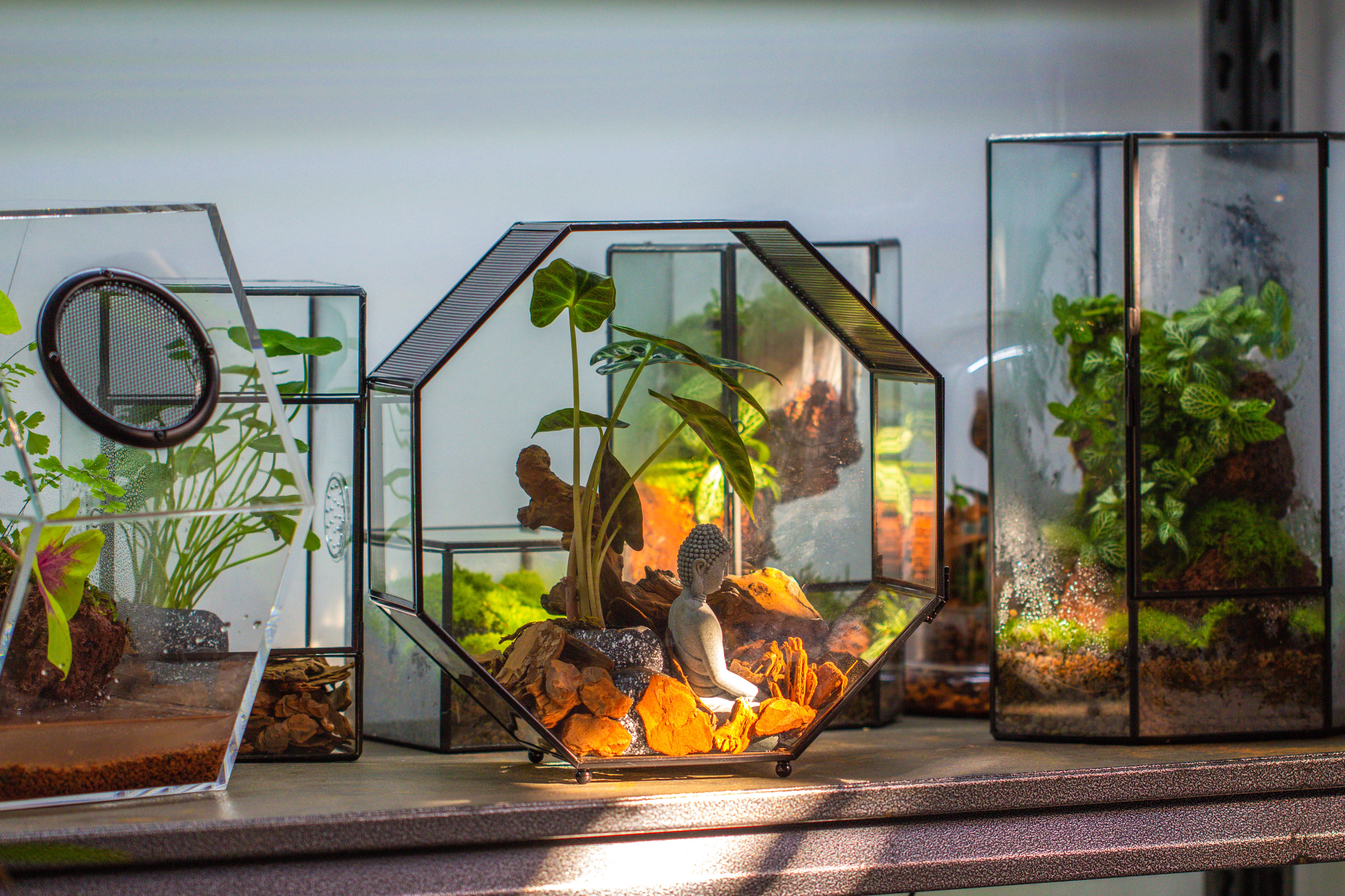 Handmade Octagon Glass Geometric Terrarium with Side Vent, Spider Terrarium, Jumping Spider/Snail Terrarium, Jumping Spider Enclosure - NCYPgarden