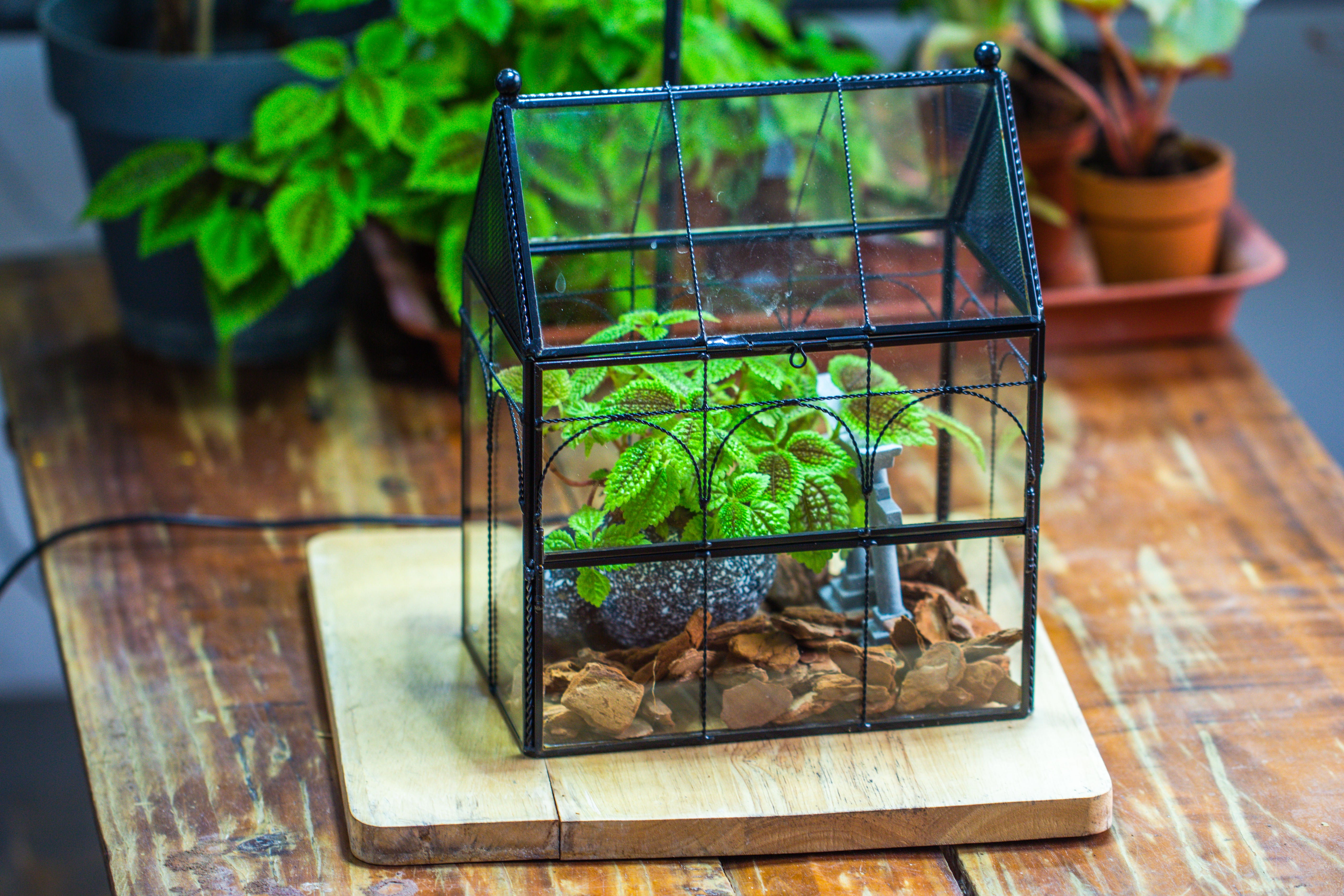 NCYP Vintage House Shape Glass Geometric Terrarium, with side door, with Mesh vent holes for small Insects Pet - NCYPgarden