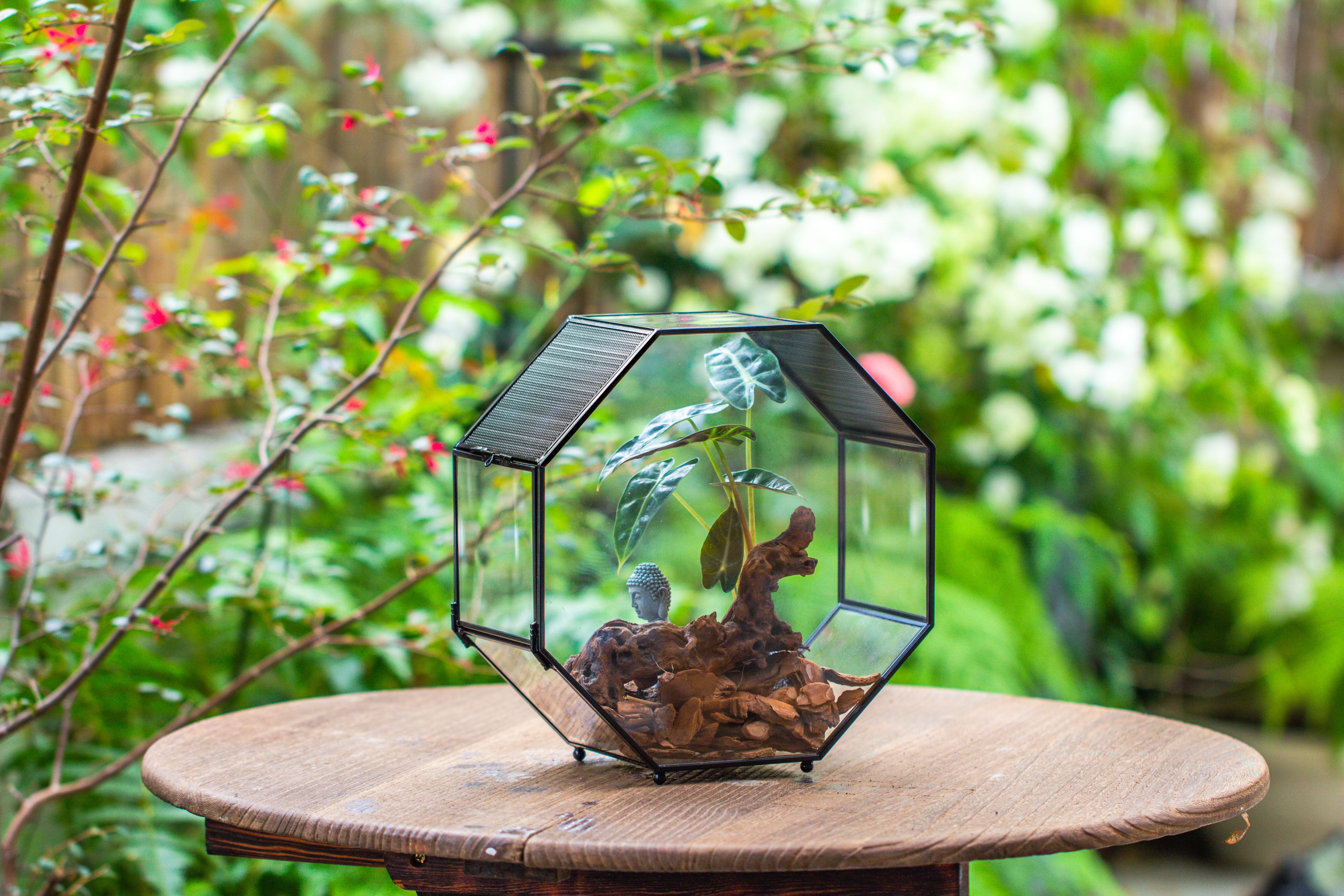 Handmade Octagon Glass Geometric Terrarium with Side Vent, Spider Terrarium, Jumping Spider/Snail Terrarium, Jumping Spider Enclosure - NCYPgarden