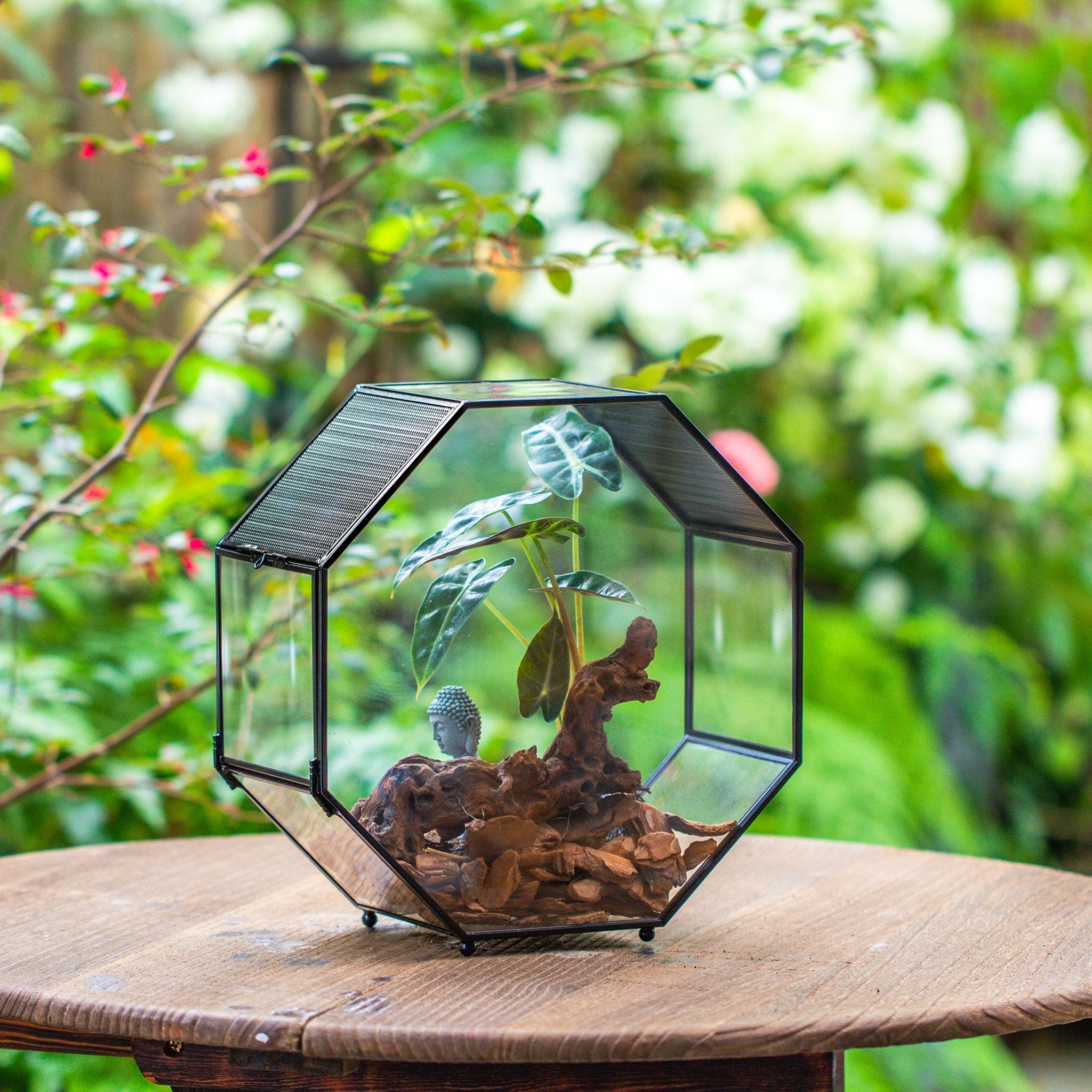 plants for snail terrarium Handmade Octagon Glass Geometric Terrarium for Insect, Mantis Spider – NCYPgarden